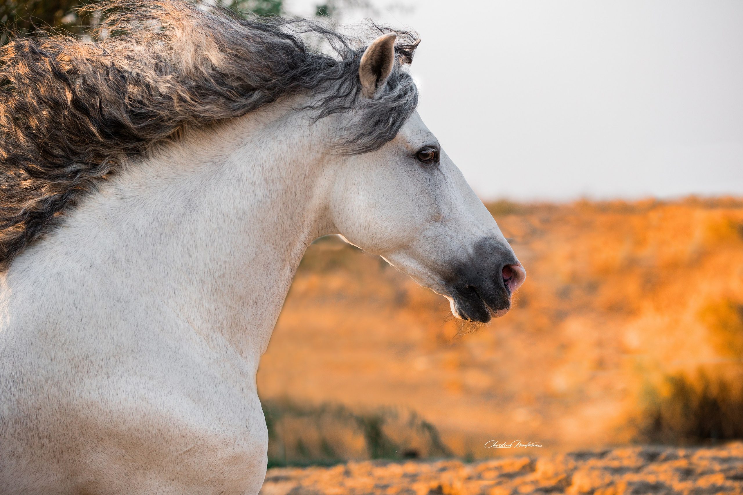 Разное. Фотограф-анималист Ксендзова Кристина
