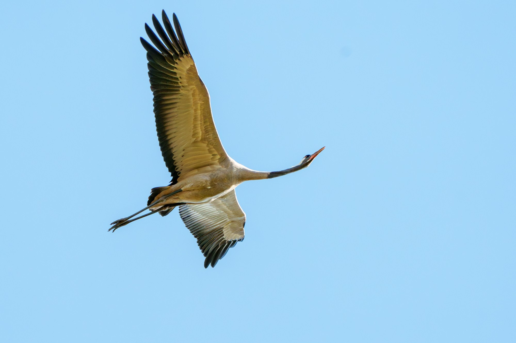 Удивительные мир птиц. Вокруг нас столько прекрасного — присмотритесь!. Ваш личный фотограф Марина Волкова