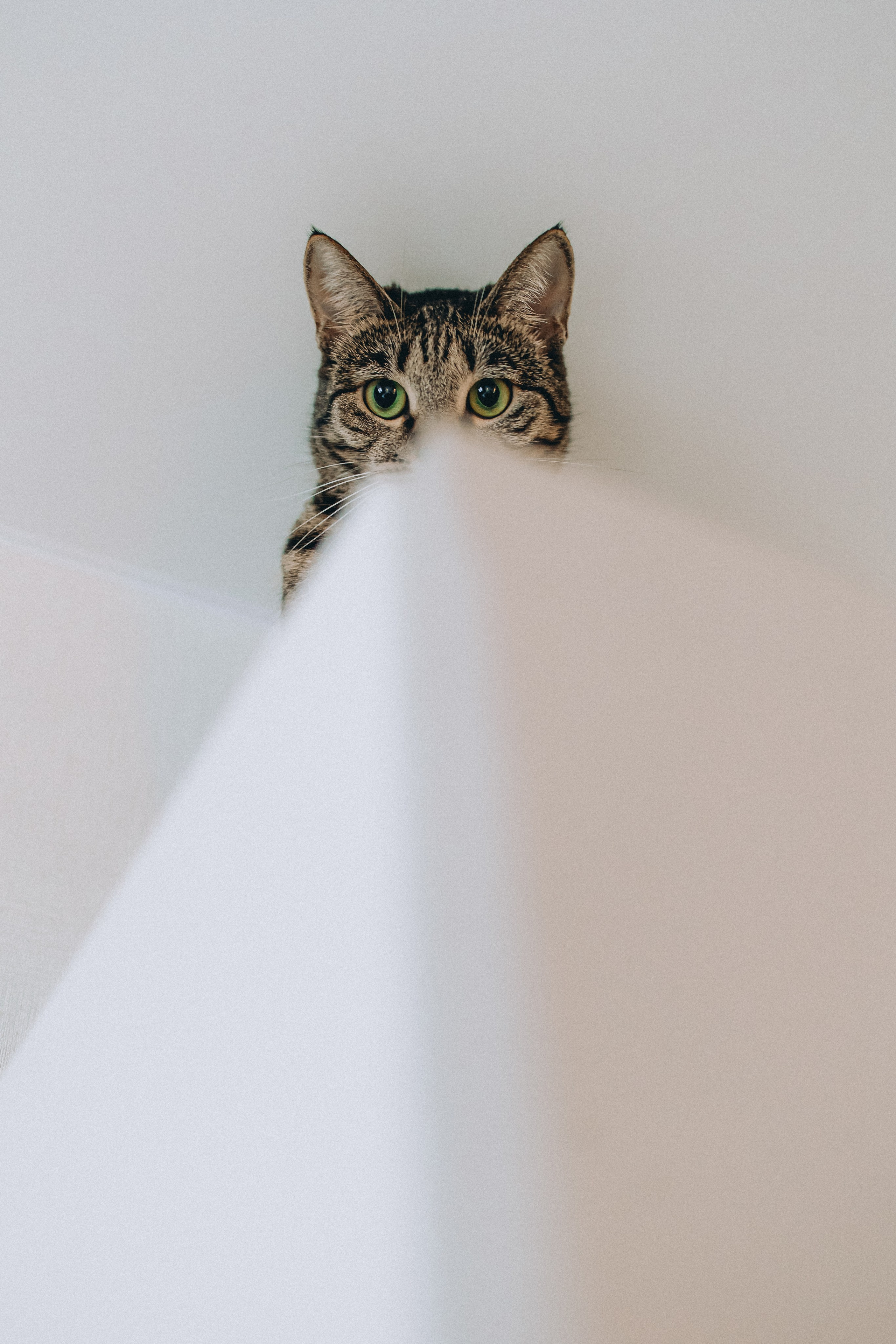 Рыся, Кепа и их семья