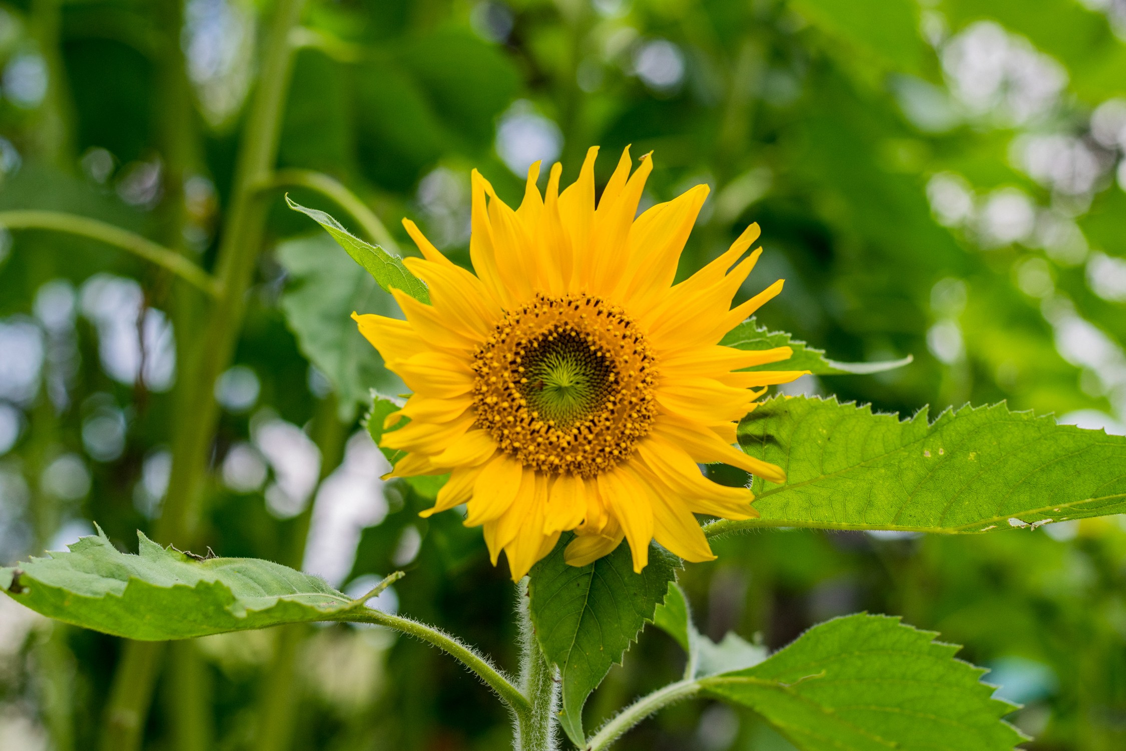 Антон Курдюмов фотограф в Хабаровске Рина Курдюмова фото27 foto27 Антон Дорофеев репортажный репортаж документалист Тони и Рина фотосоздатели Виноградники Хехцир 2024 Хабаровск виноград дикий фермер фермерство дачный сезон