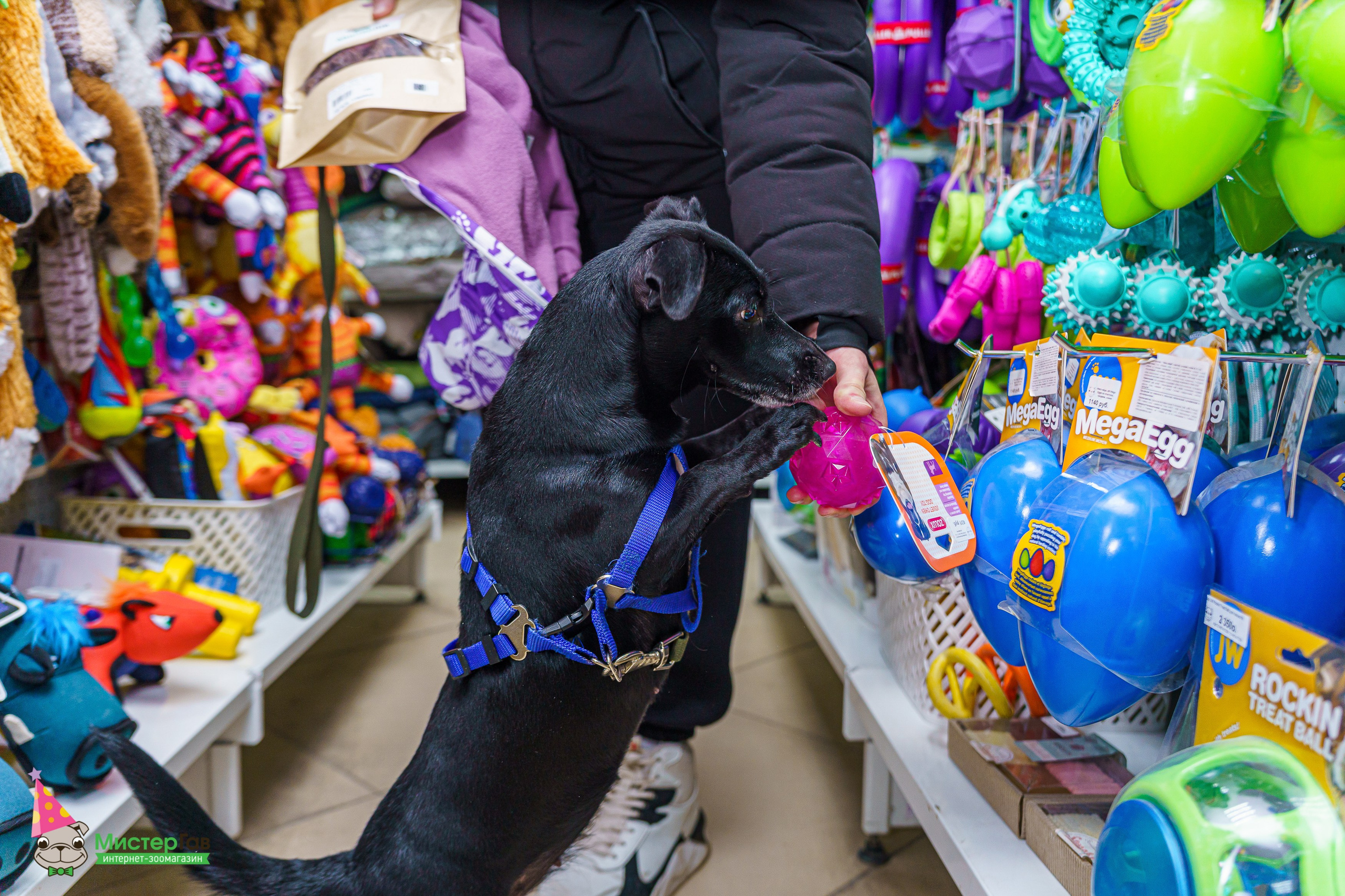 Мистер Гав -13 лет!. Фотограф Челябинск · Ольга Серебрякова