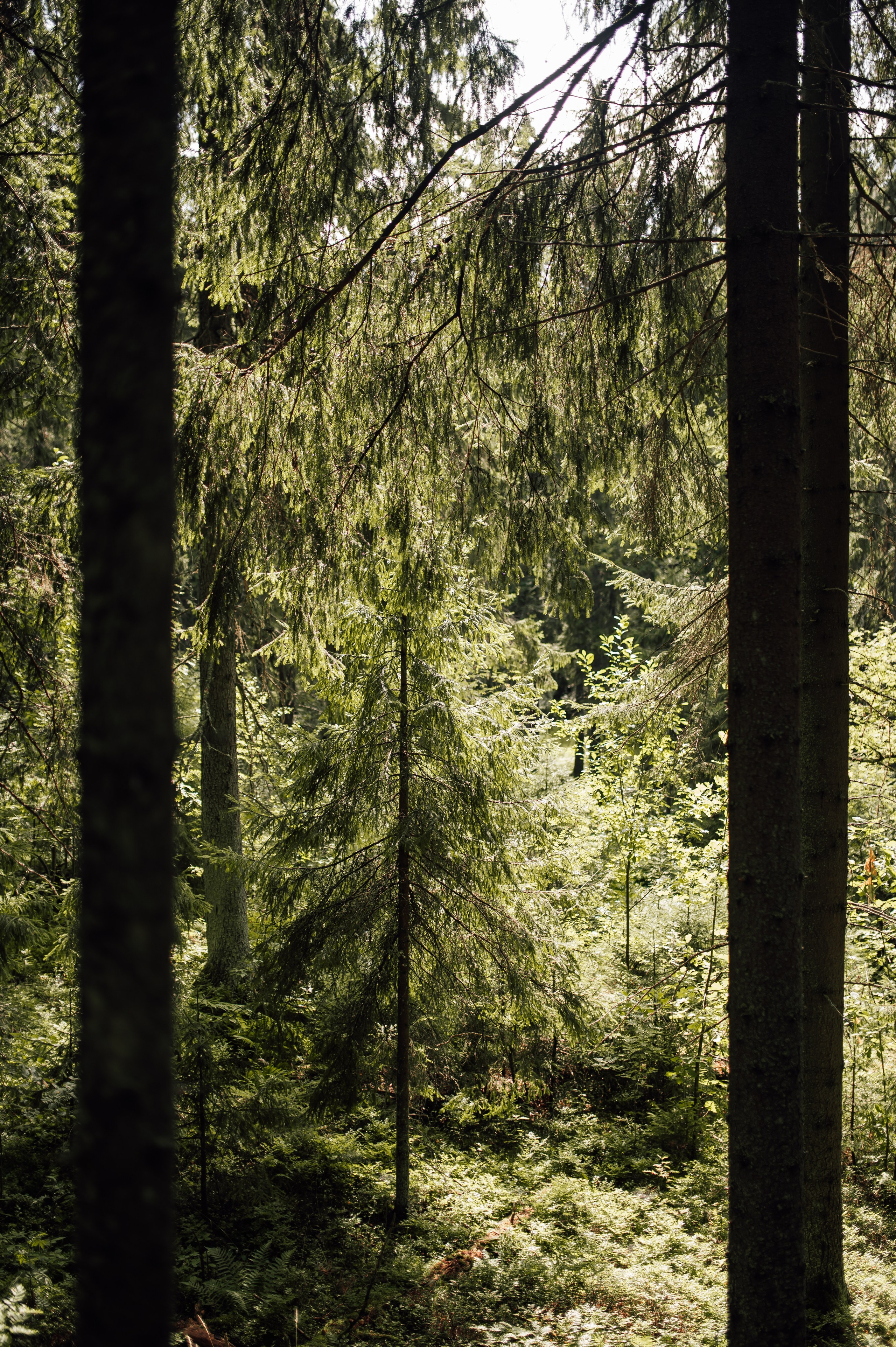 Свадебная. Профессиональный фотограф и видеограф в Сортавала Ася Легконогова