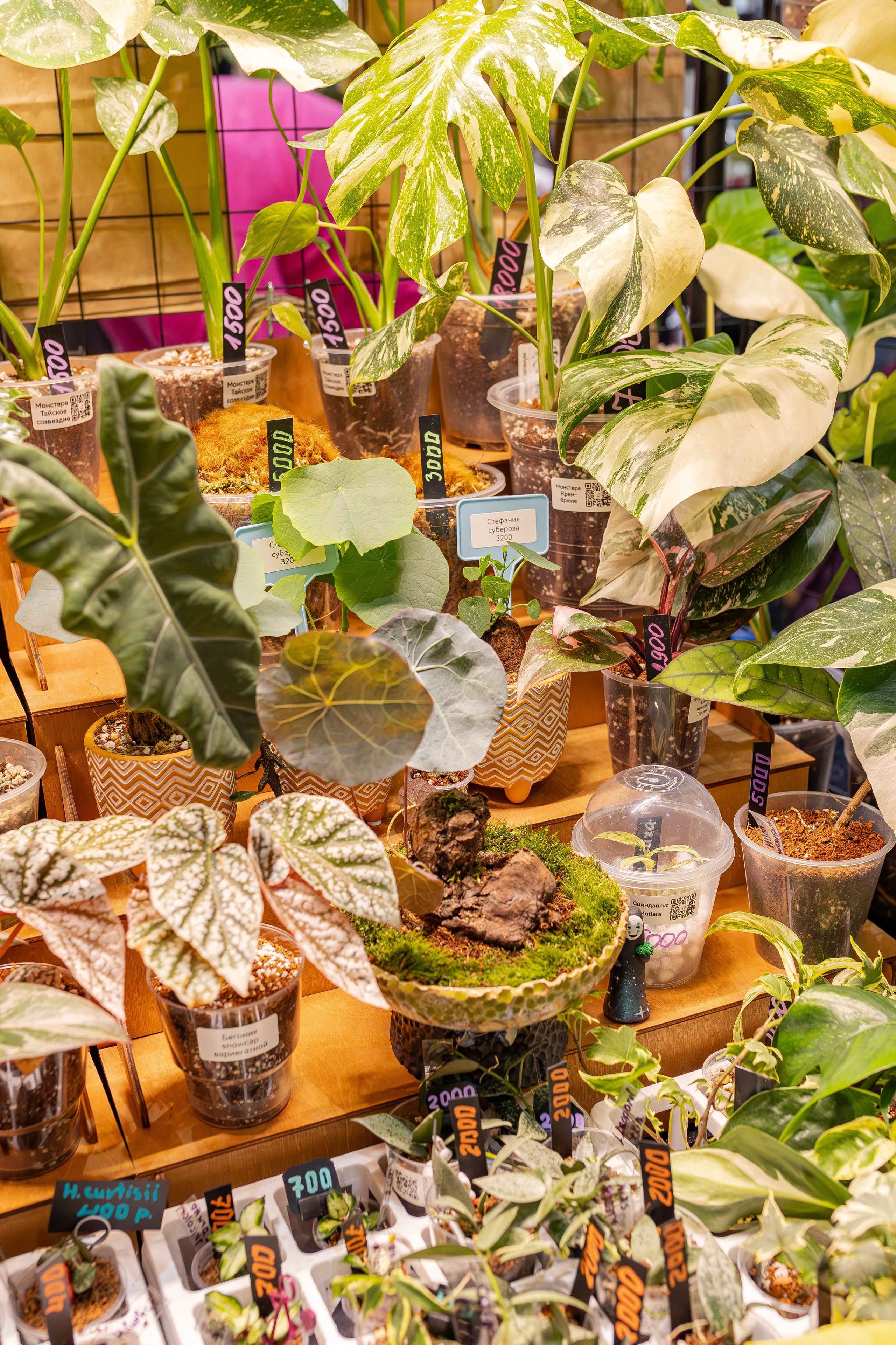 Монстериум апрель 2026. Александра Куликова фотограф, Москва