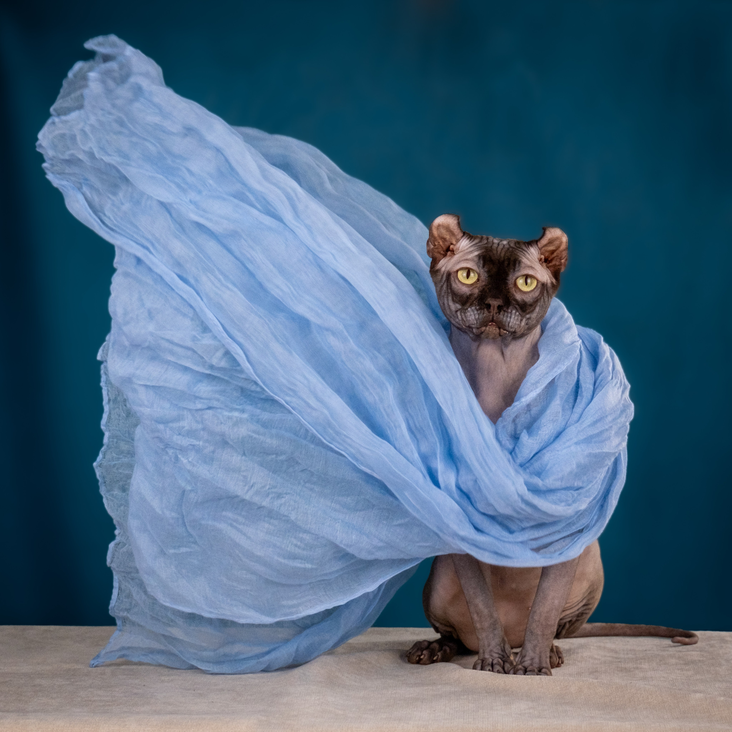 Невероятные сфинксы и эльфы для Ланы!. Зоофотограф, фотограф животных в Москве и области Дина Дамоцева