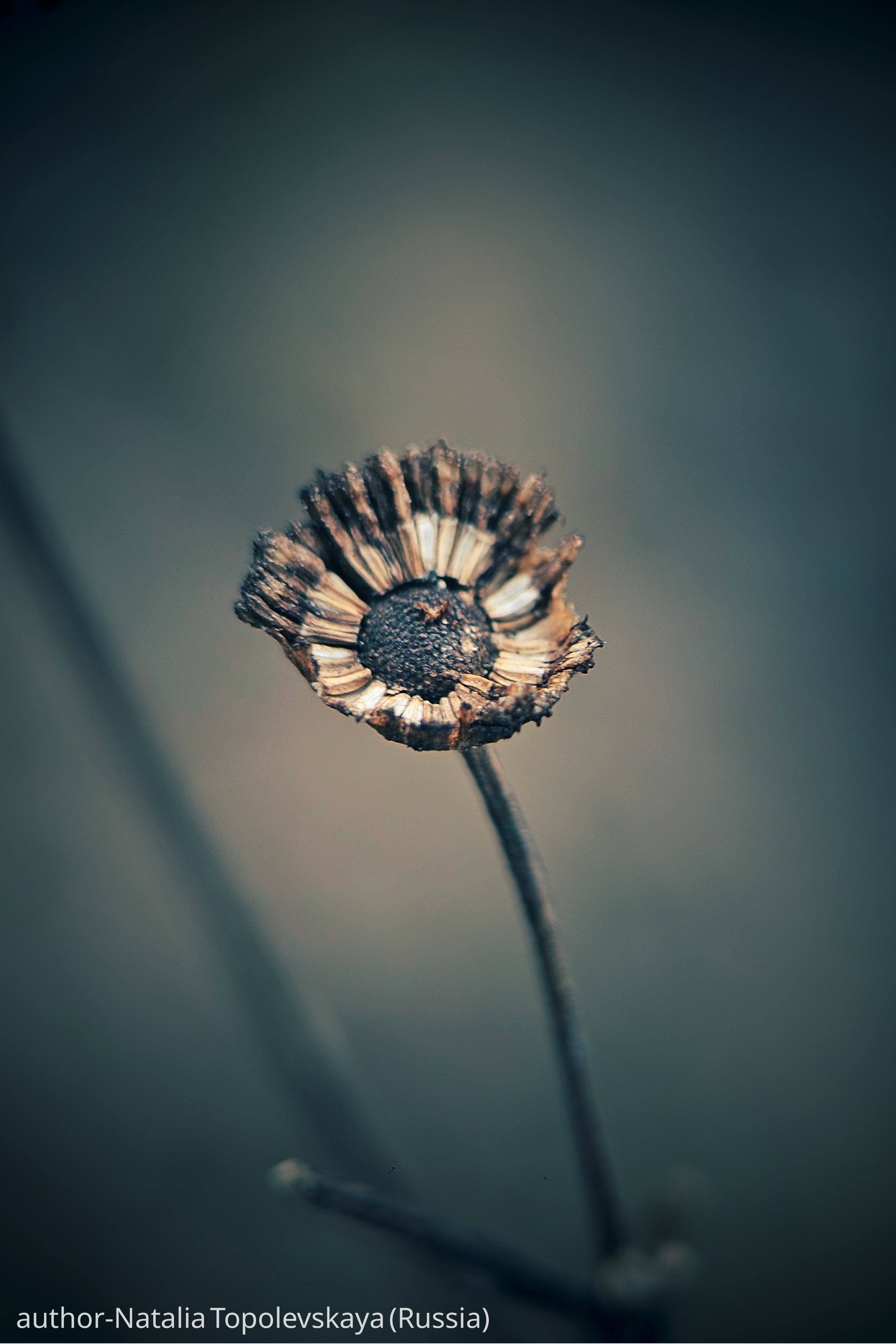 Gallery. UNUSUAL TALENT magazine