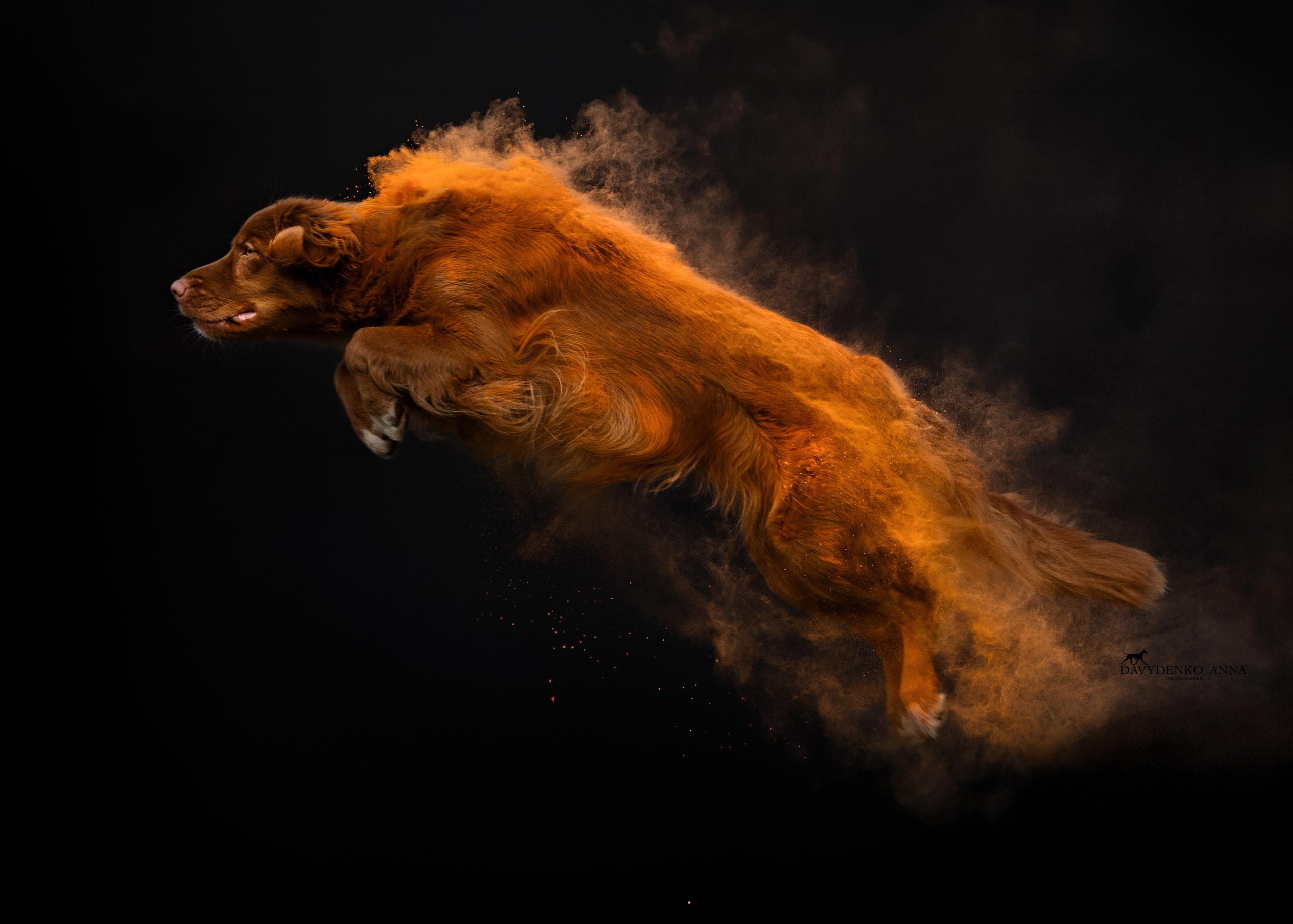 фотосессия собак краснодар выставка собак фотограф анималист сочи Толлер краски холли