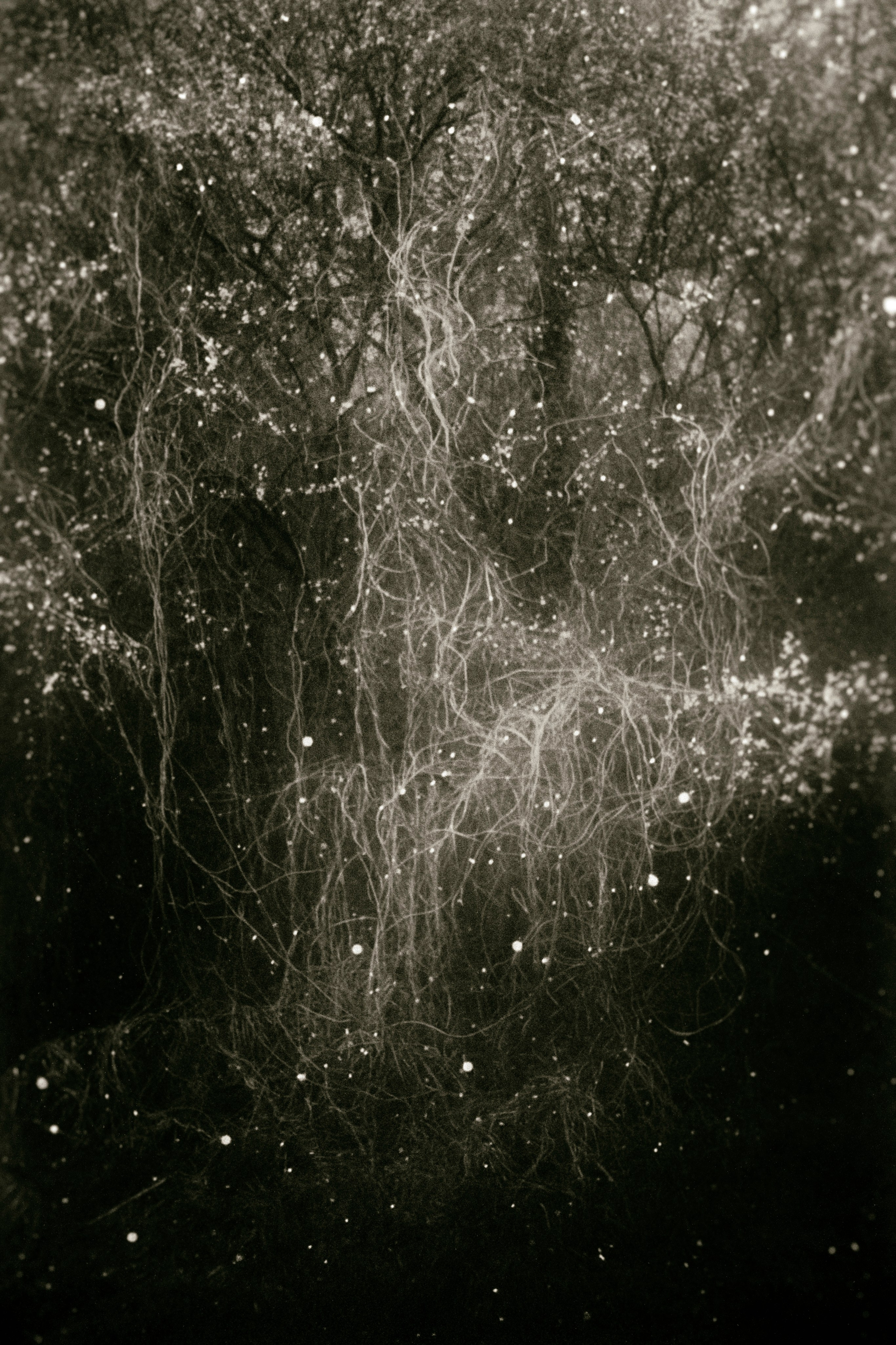 Child of the forest. Visual artist