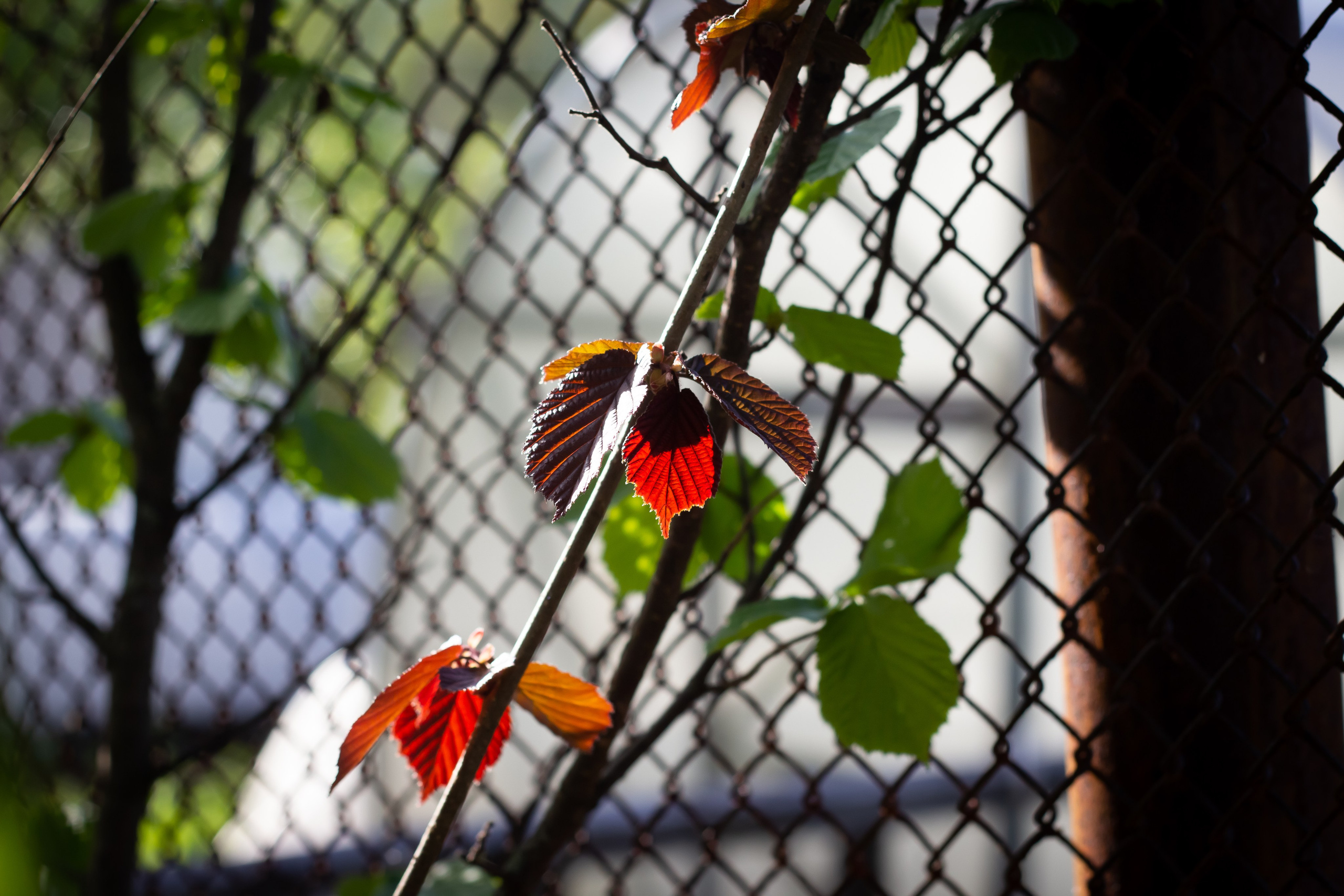 Природа. Polyframe