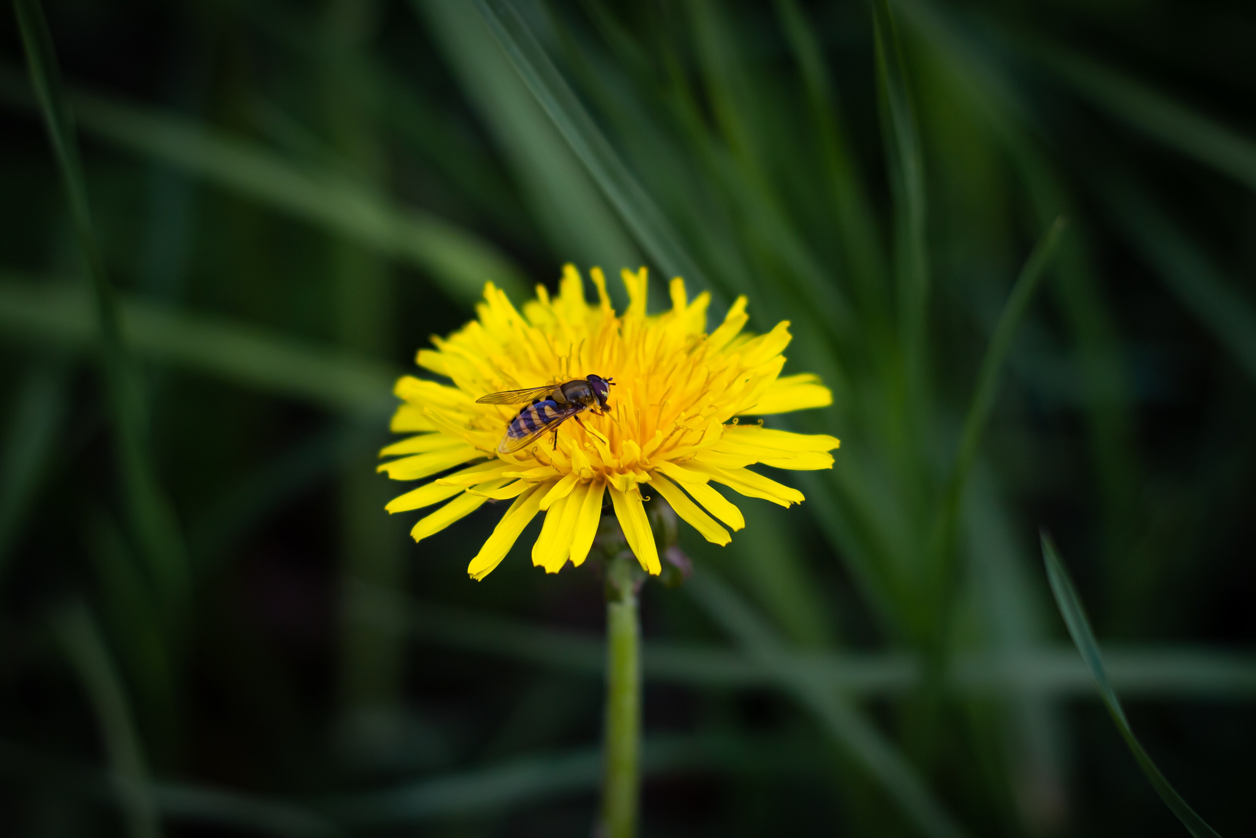 Природа. Polyframe