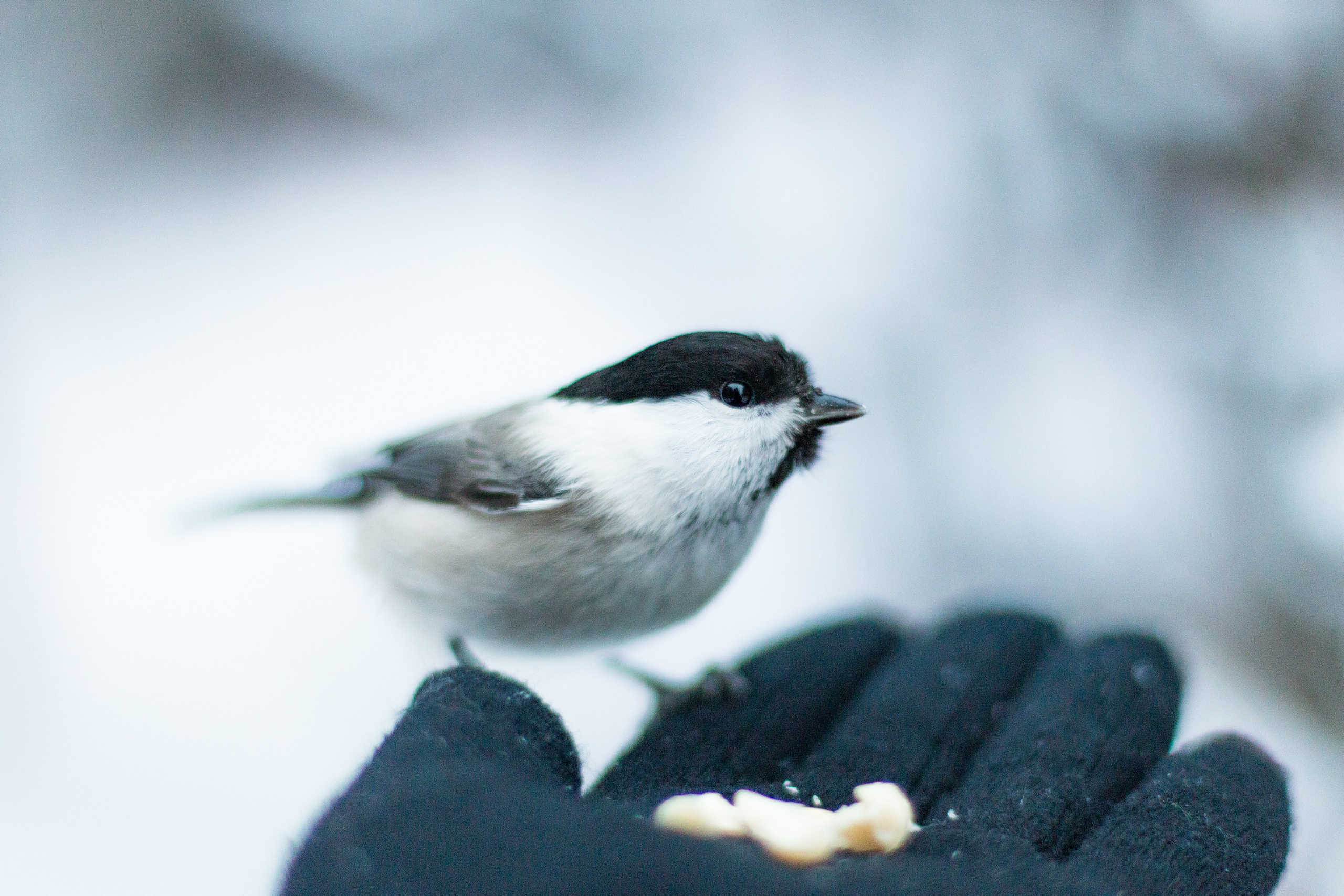 Русский север, Белое море, Архангельск. Фотограф в Сочи