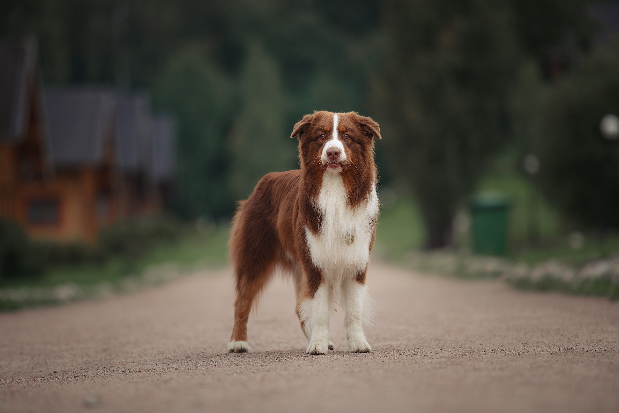 Кинологический лагерь CleverDog, 2024. Фотограф-анималист Mary Mart — Москва, Питер