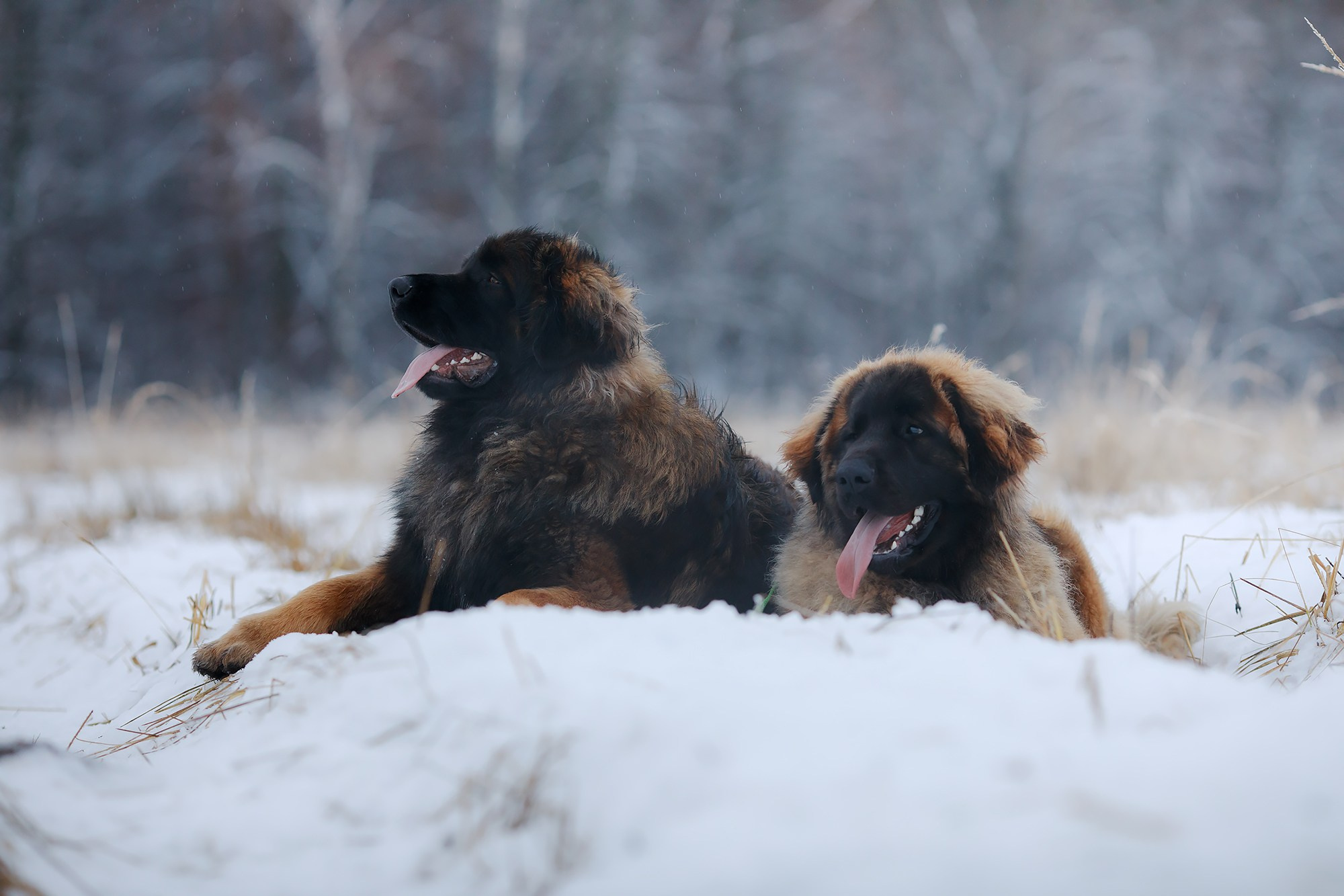 Леоненбергеры. Фотограф-анималист Mary Mart — Москва, Питер