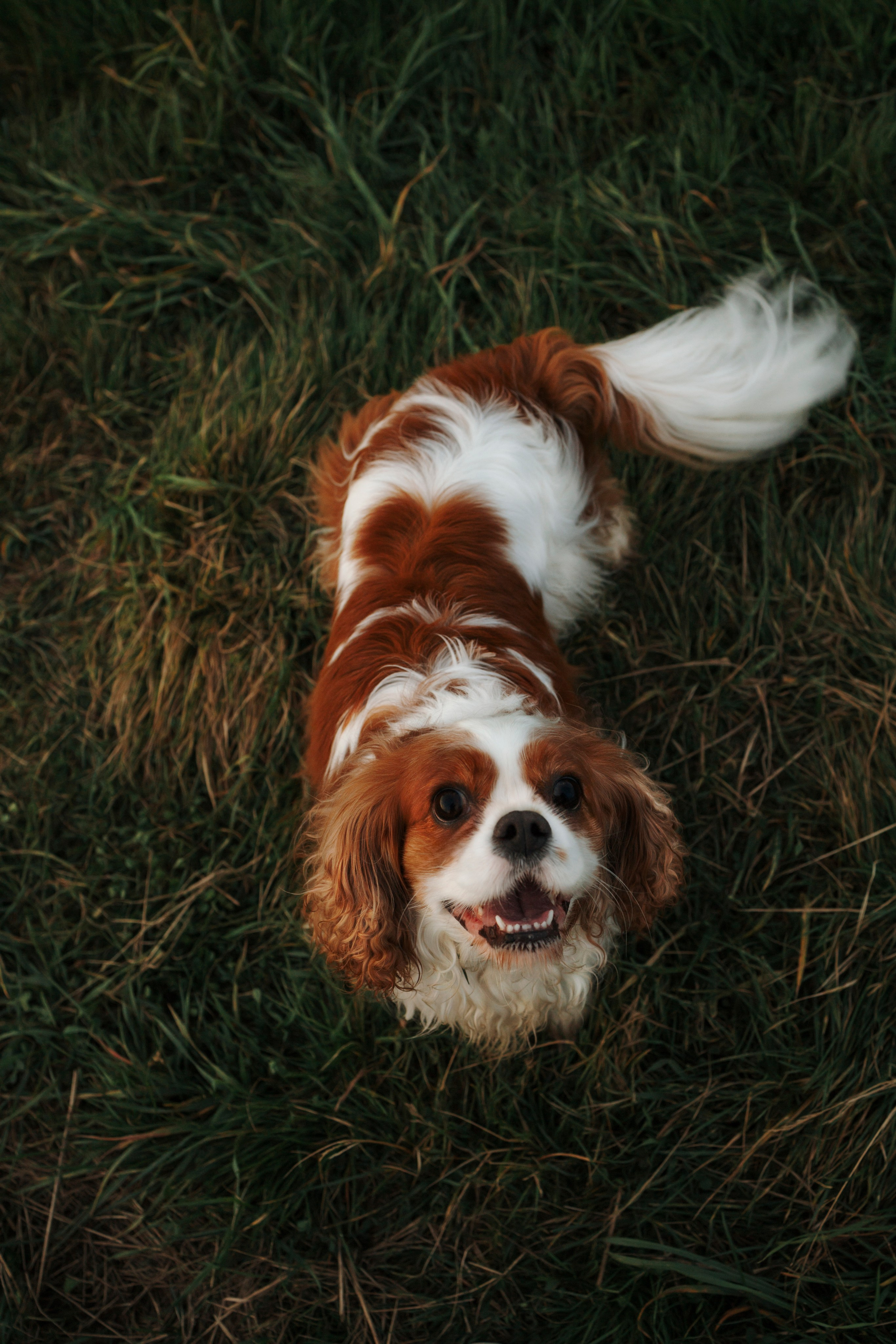 На закате Катерина, Луна и Рикки. Фотограф-анималист в Санкт-Петеребурге Титова Алиса