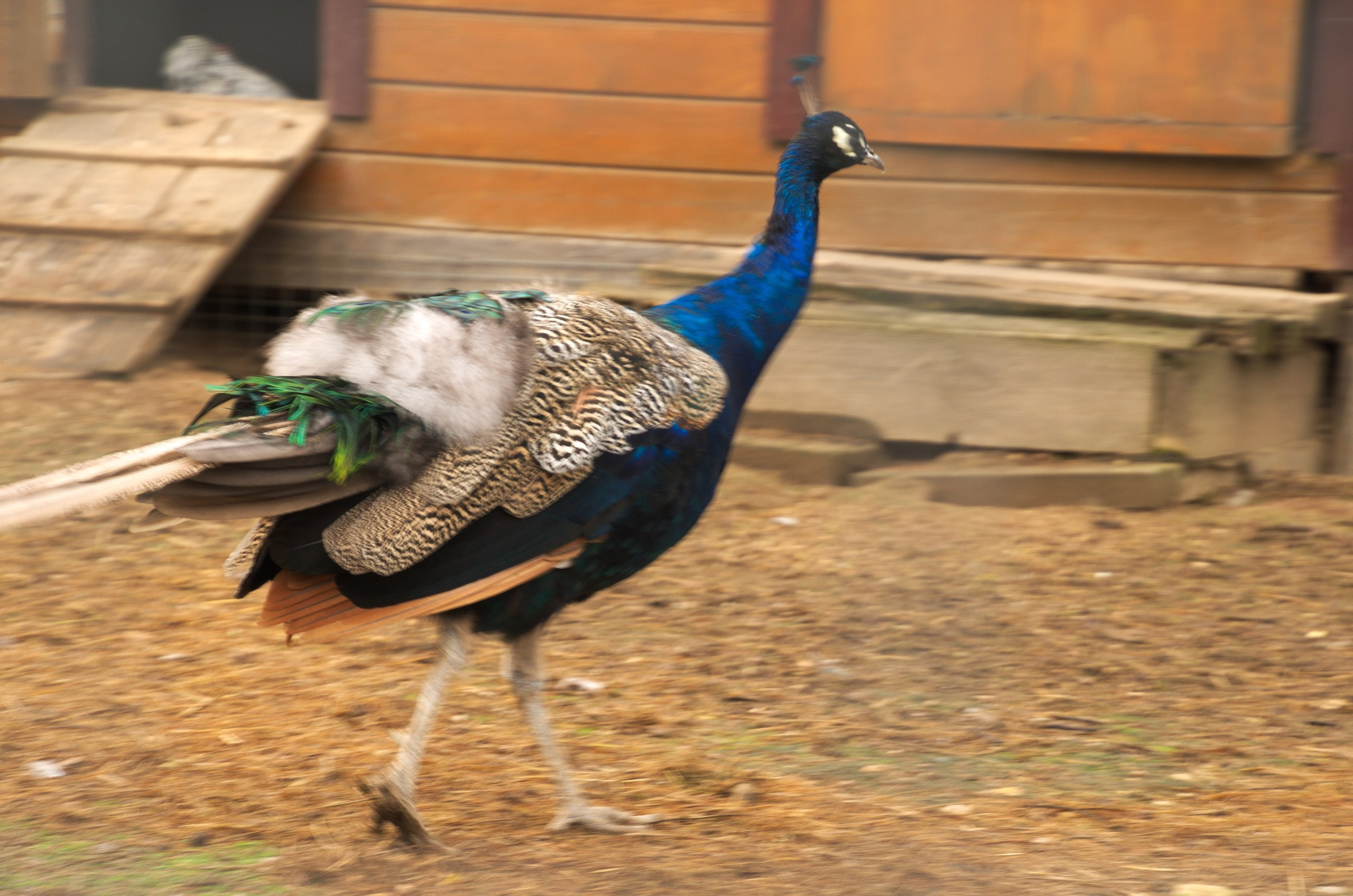 Боровск и парк птиц «Воробьи» | 17.09.2017. Галерея Фантим