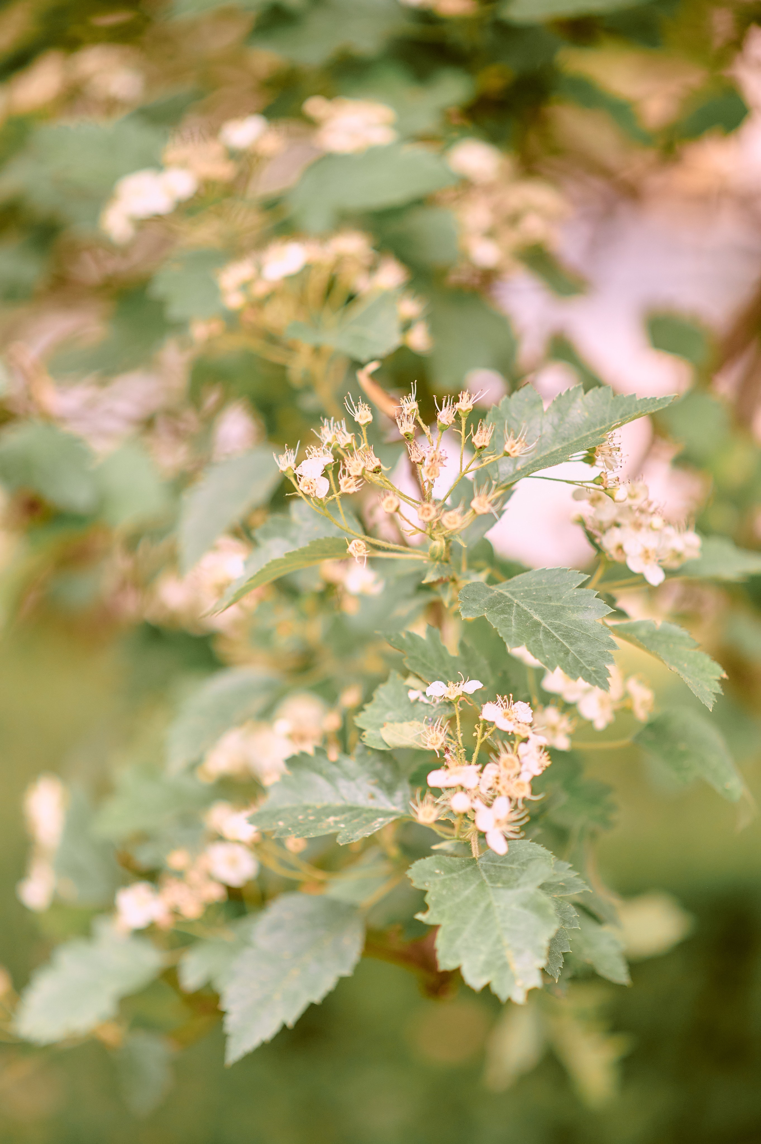 Одуванчики. Семейный и детский фотограф в г. Ногинске Ангелина Хасанова