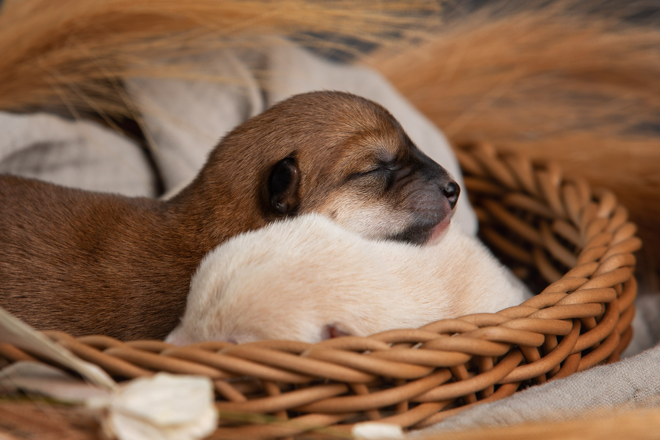 Ньюборн съемка для помета новорожденных щенков мамесиба. Фотограф-анималист в Москве и Московской области Татьяна Фролова
