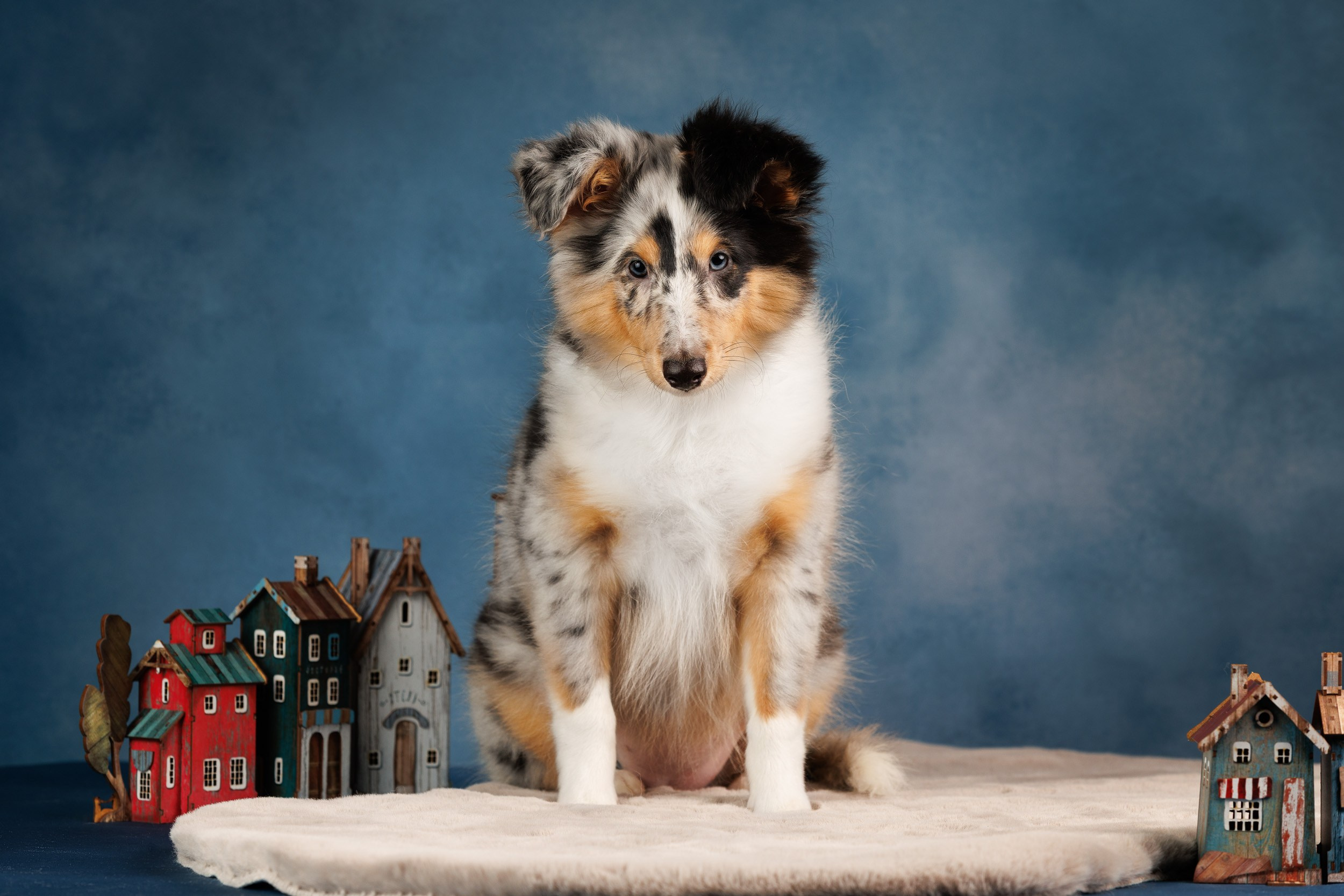 Шелтята Пушкино. Фотограф-анималист в Москве и Московской области Татьяна Фролова