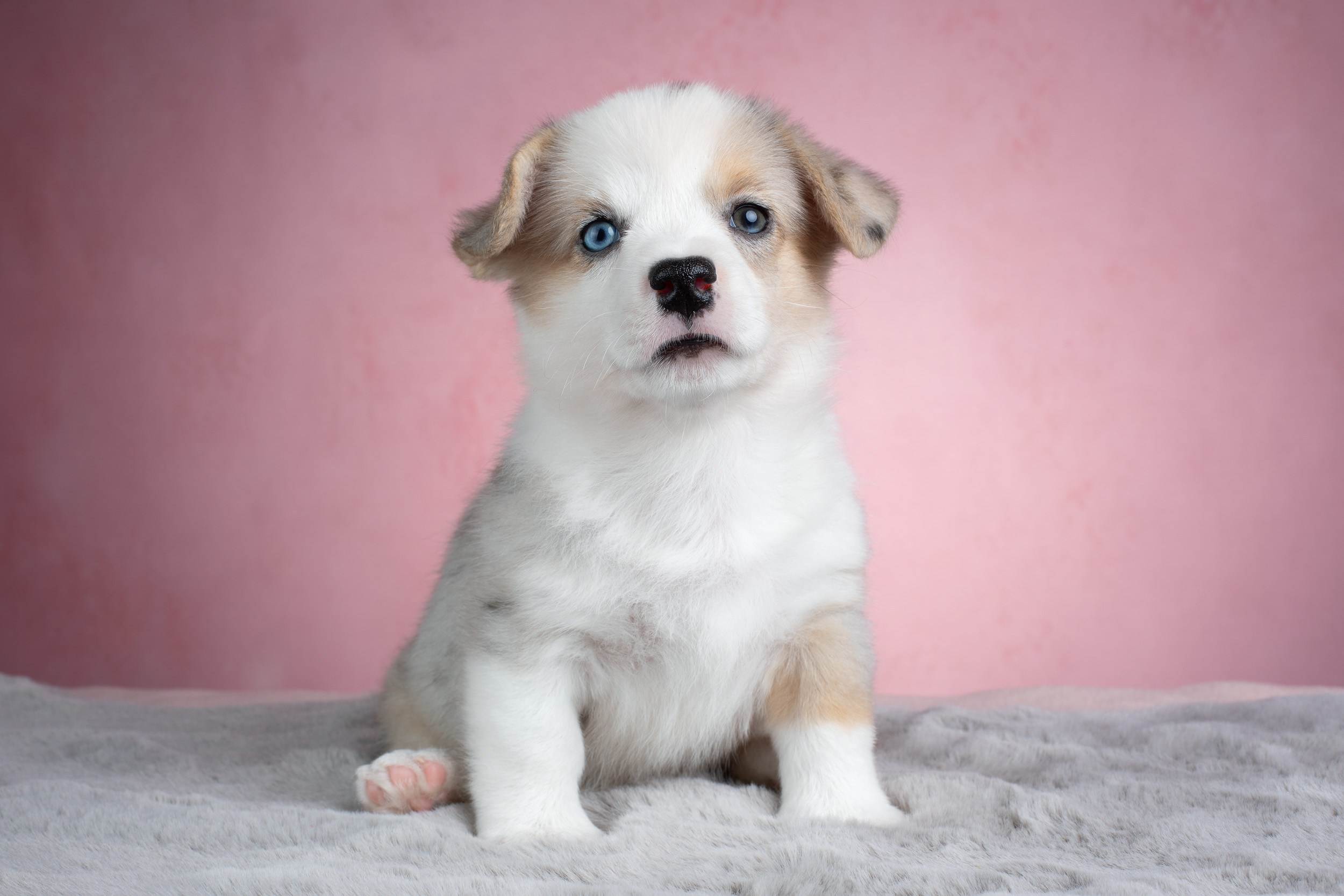 Съемка щенков на розовом фоне. Фотограф-анималист в Москве и Московской области Татьяна Фролова