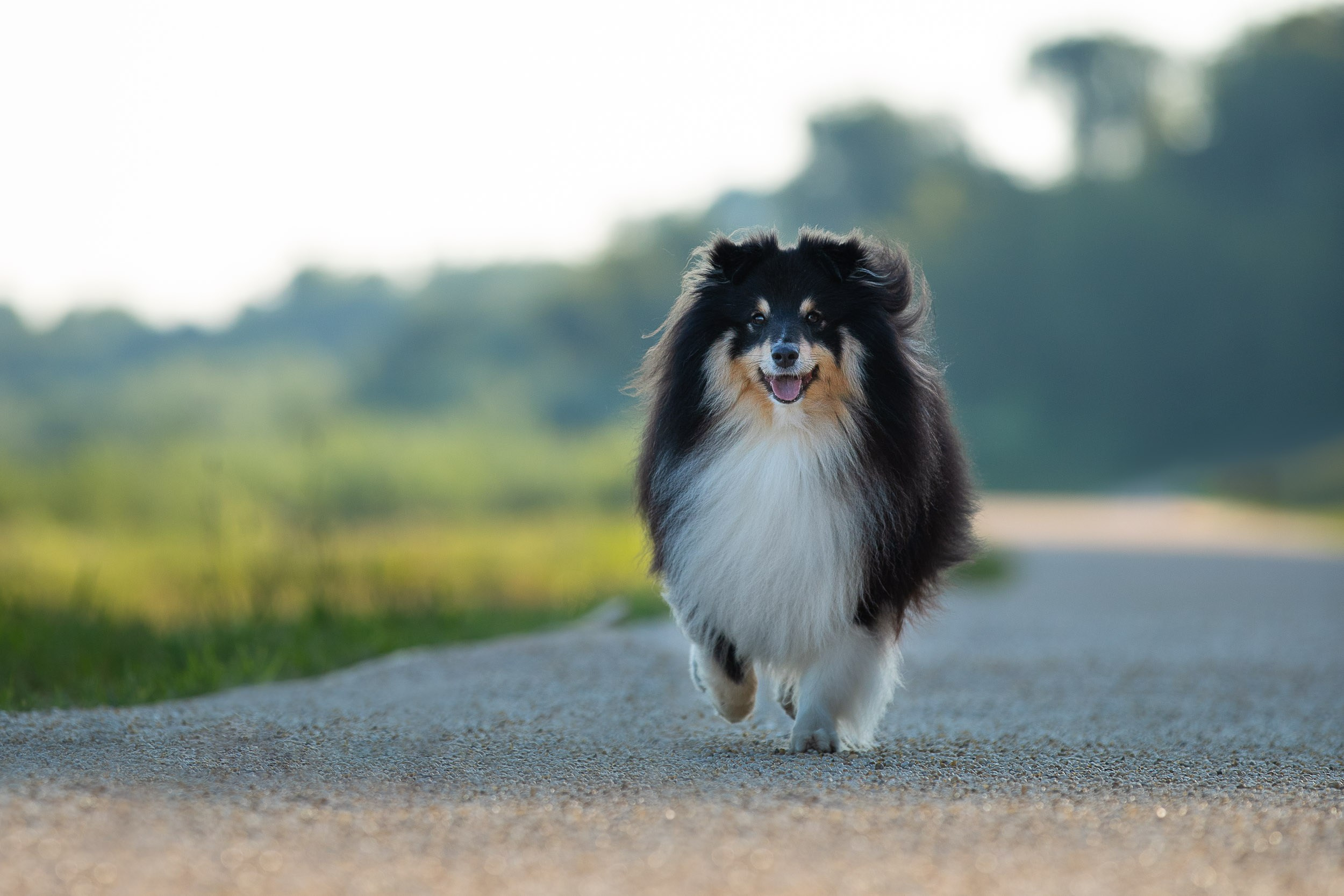 Съемка с шелти на рассвете на песчаном карьере. Фотограф-анималист в Москве и Московской области Татьяна Фролова