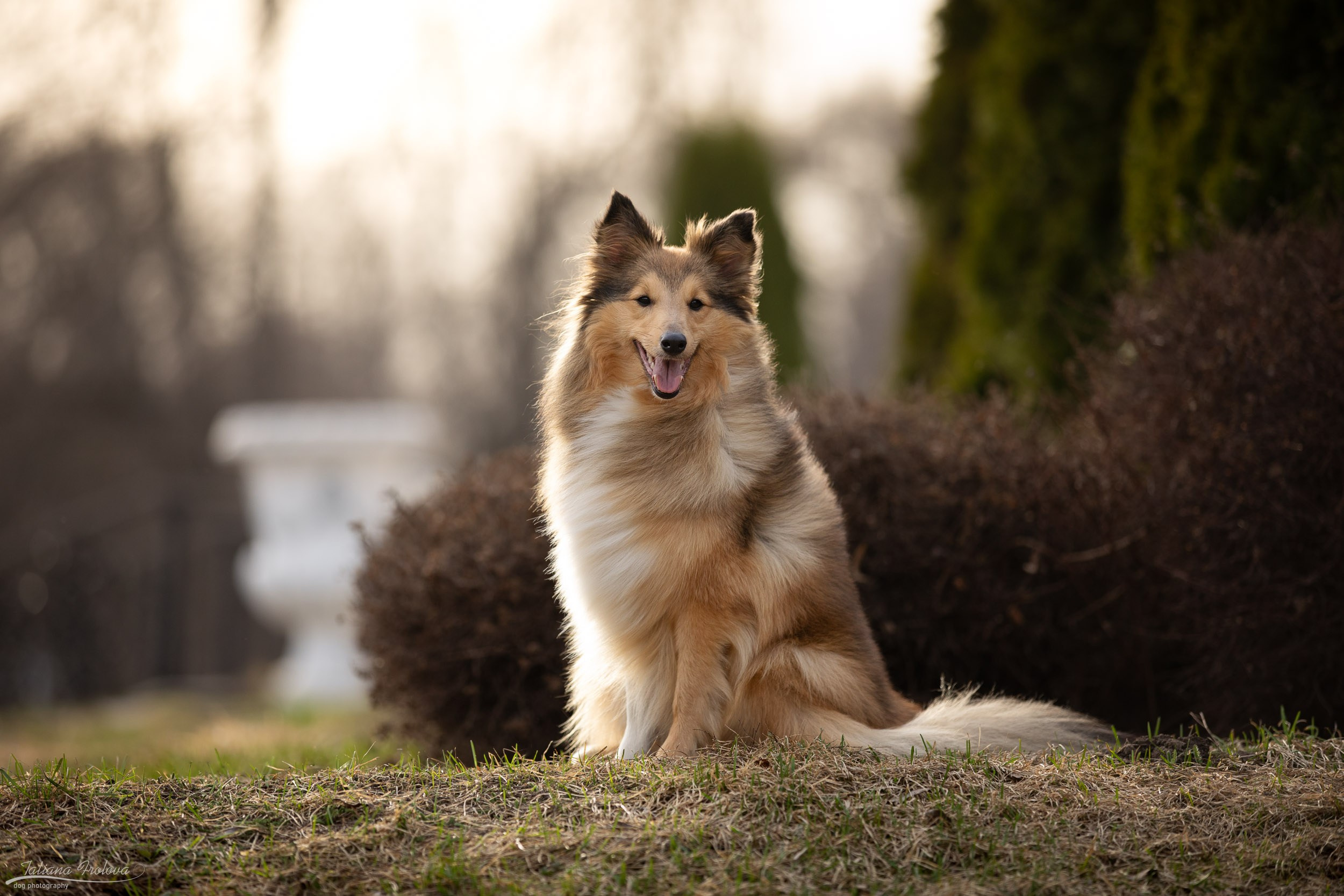 Фотопрогулка для шелти и её хозяйки в Ботаническом саду. Фотограф-анималист в Москве и Московской области Татьяна Фролова