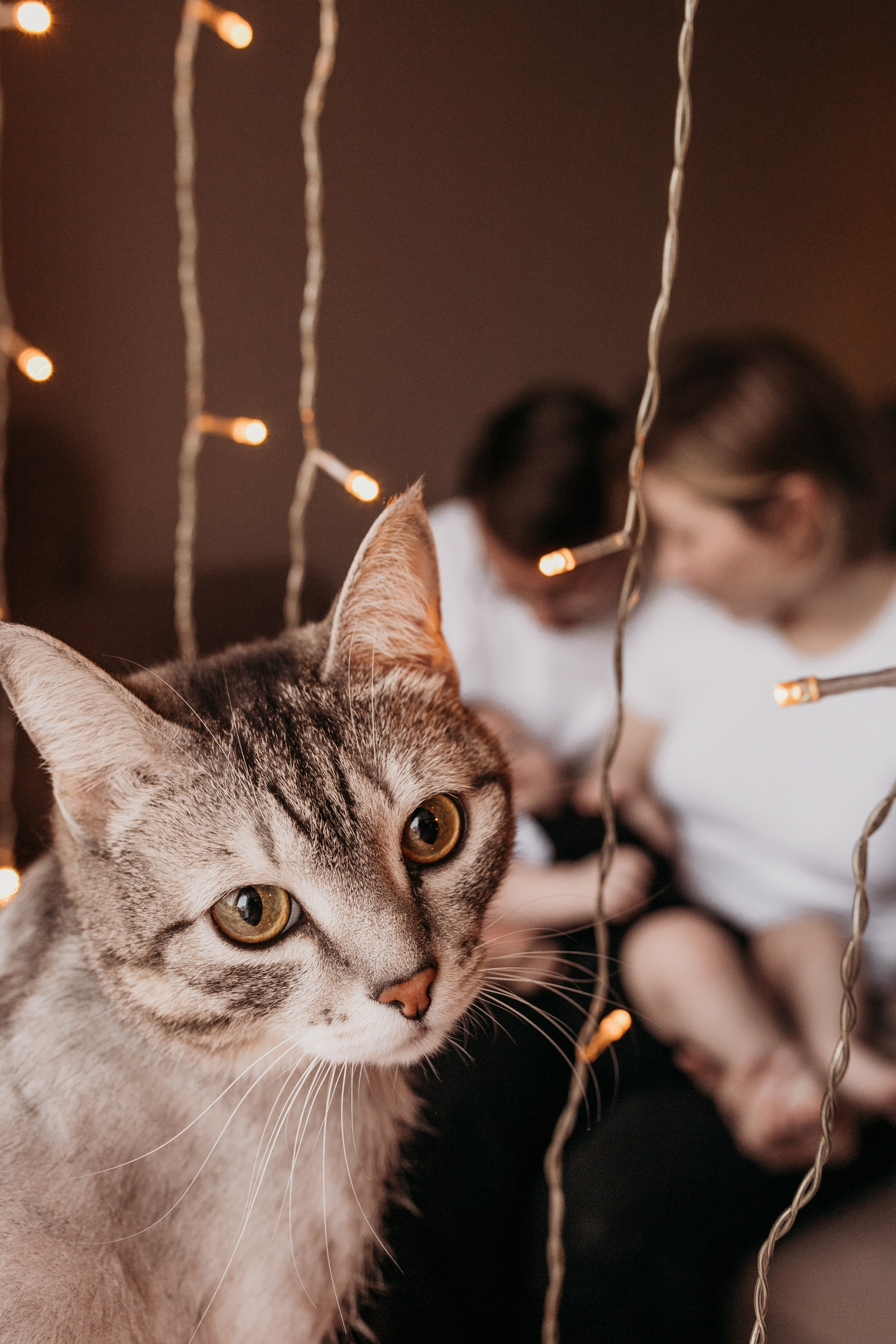 домашняя фотосессия барнаул, домашняя новогодняя фотосессия барнаул, домашний фотограф барнаул, новый год