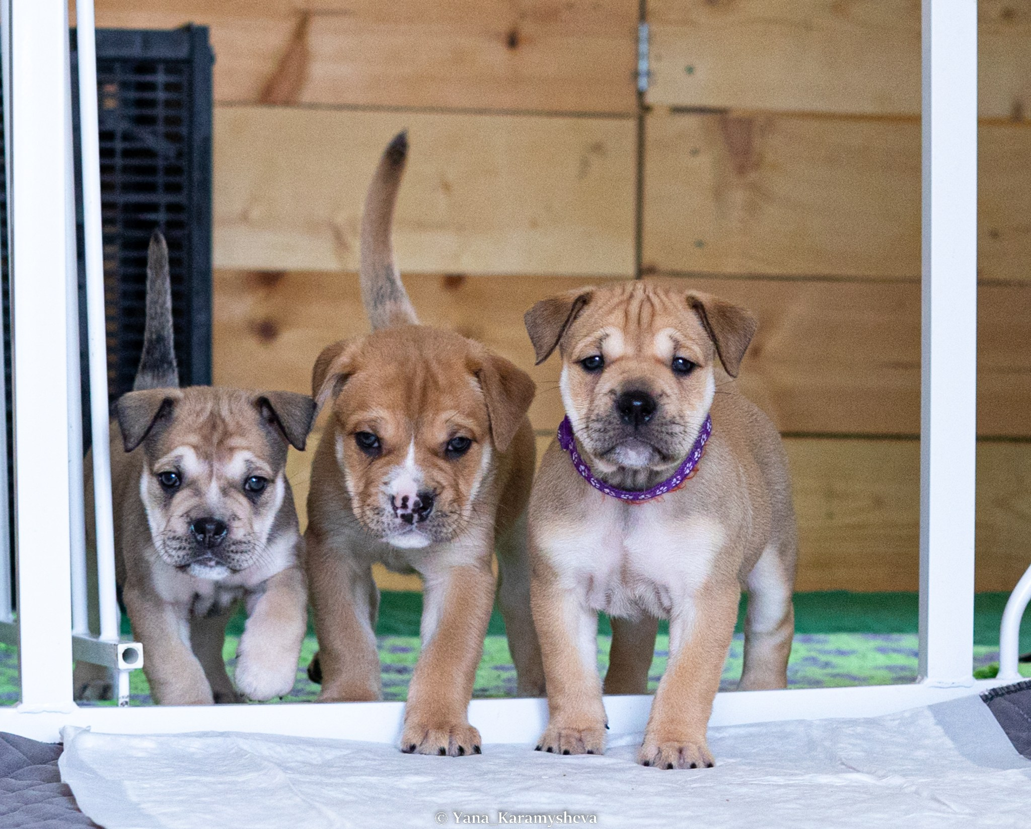 Помёты. Yana Karamysheva Animal Photo