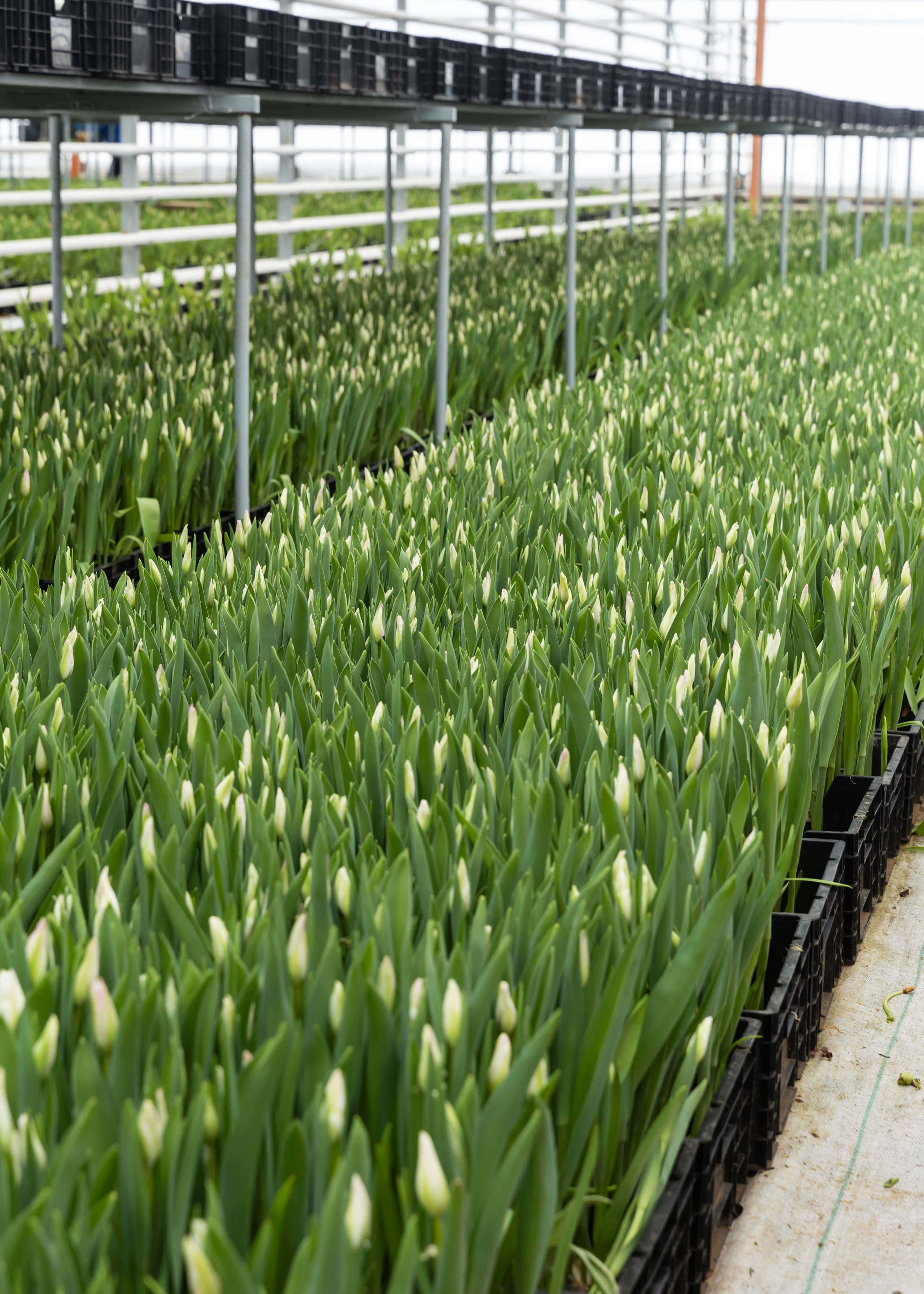 ЦВЕТЫ. ФОТОГРАФ ВИНОГРАДОВА ДАРЬЯ