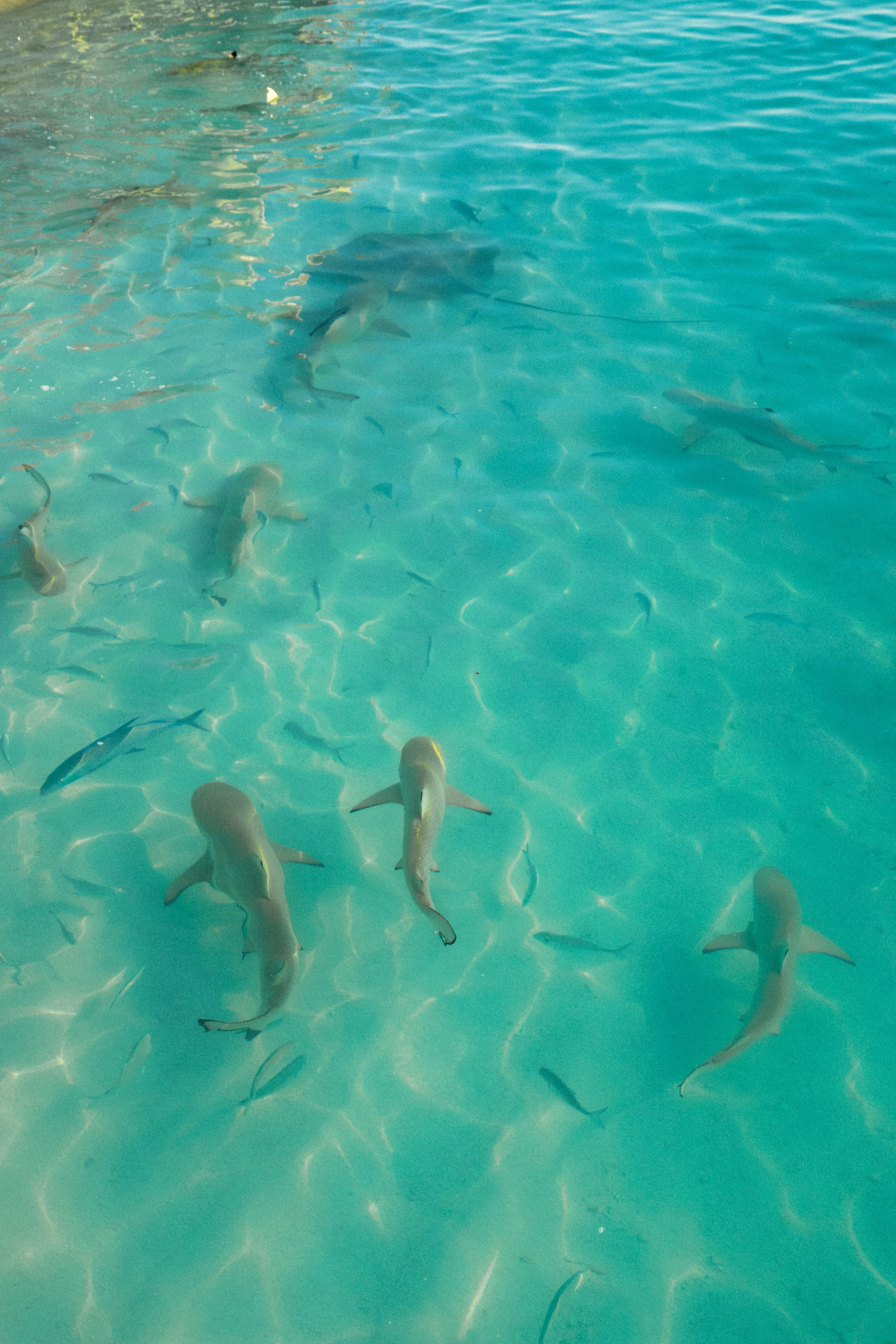 Мальдивы. Фотограф Алиса Аспер