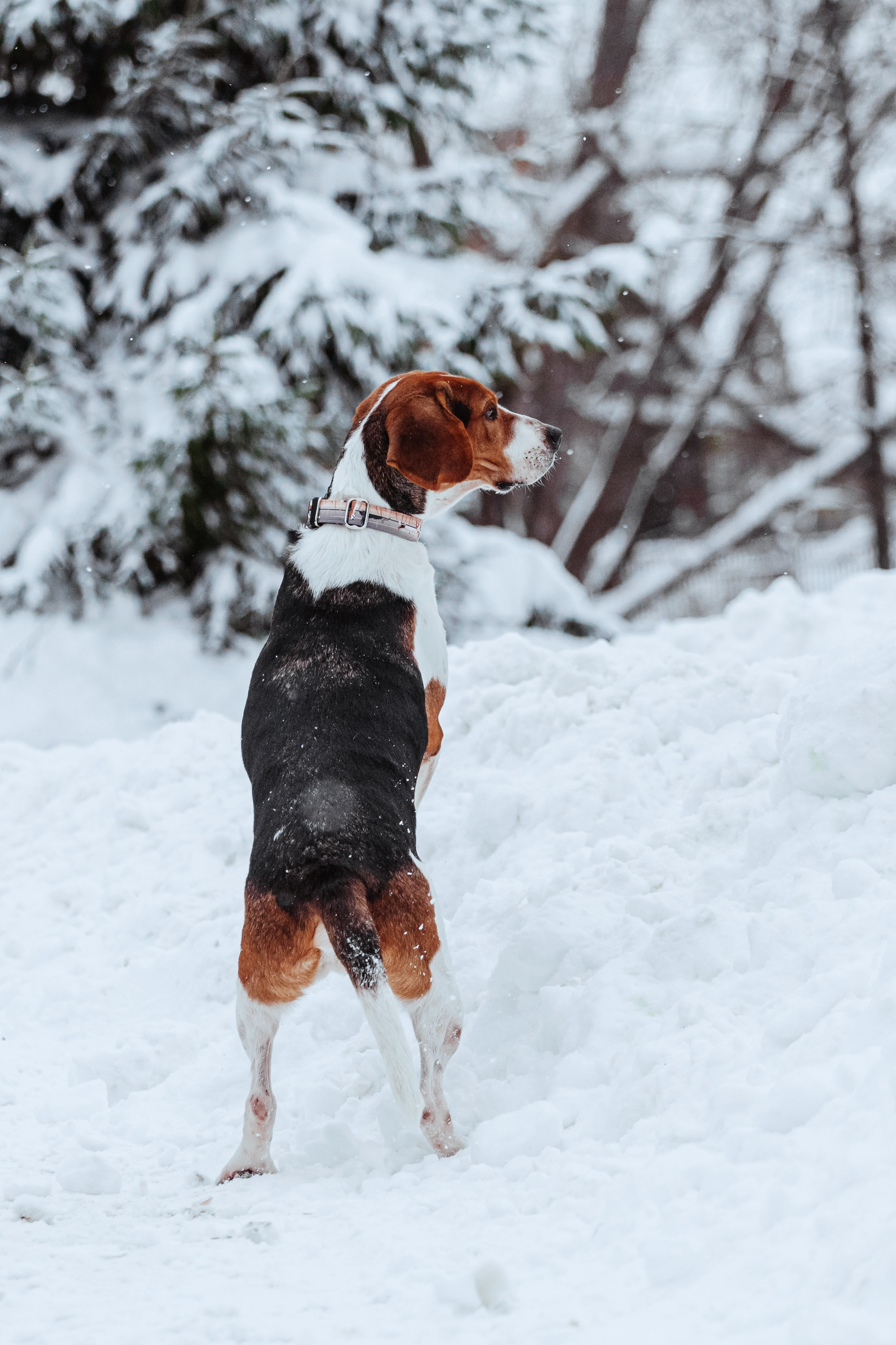 Дом для Биглей 2023. Фотограф-анималист Татьяна Степанова