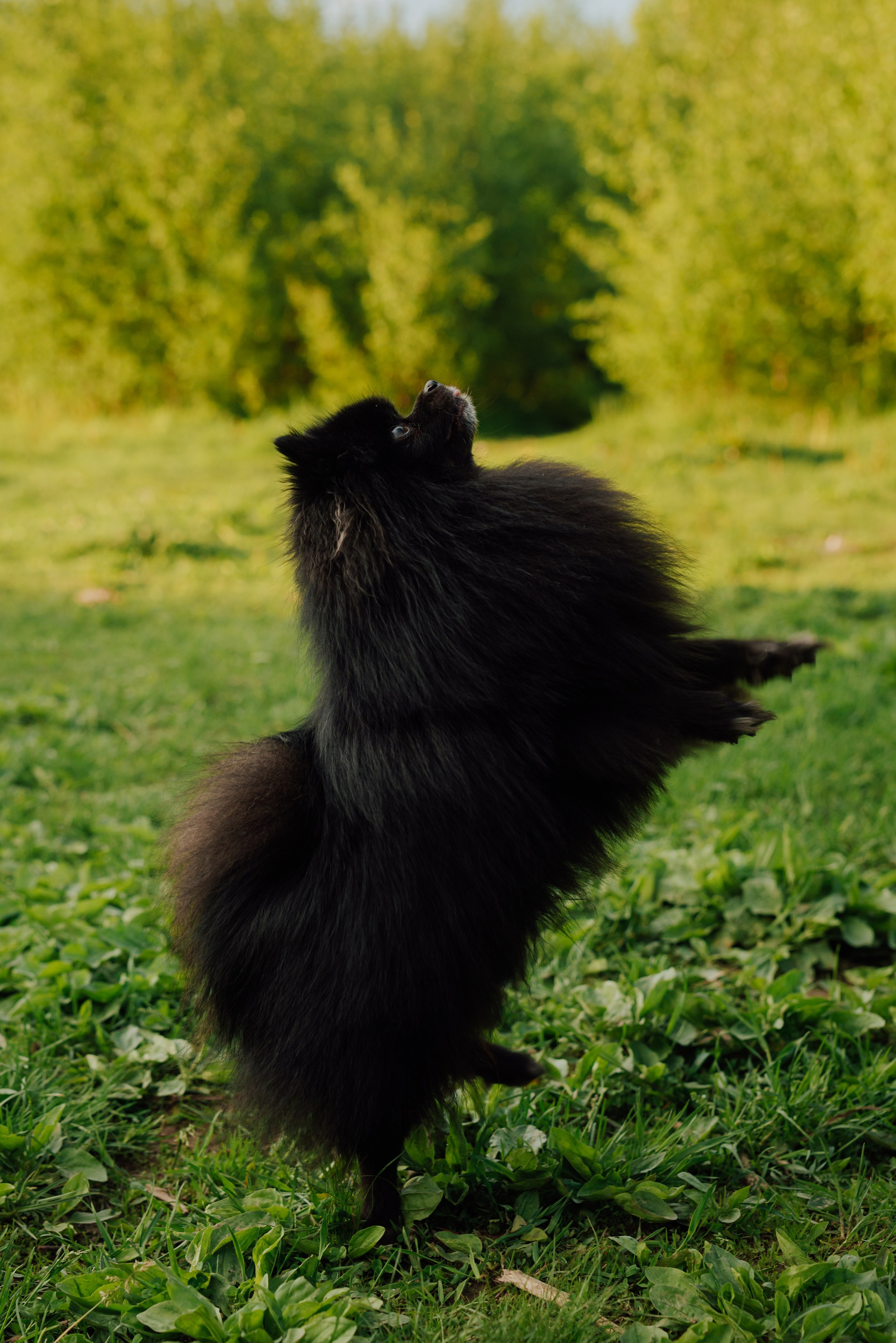 Фотовыходные с питомцами Мурино. Фотограф в Санкт-Петербурге и Ленинградской области