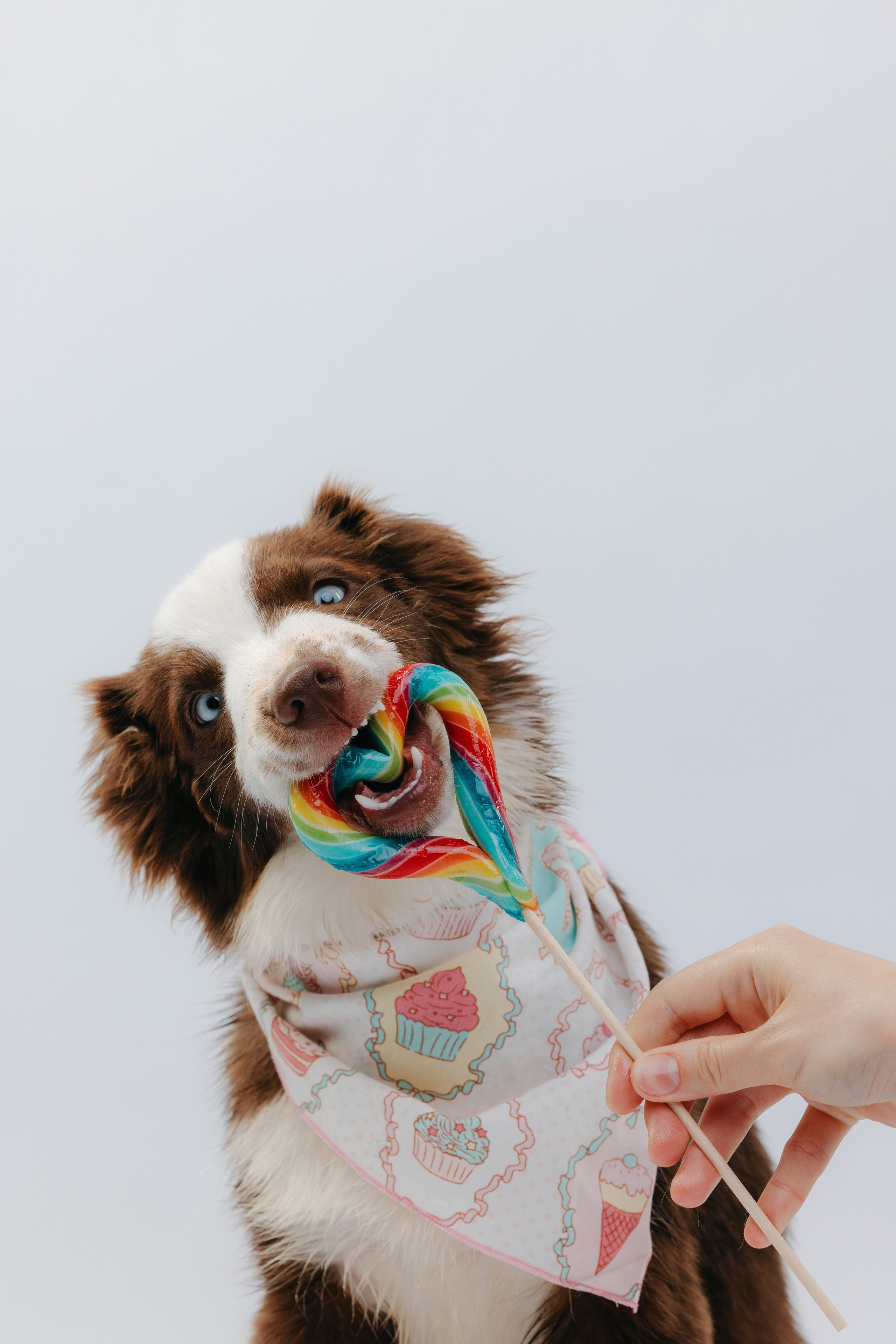 Миниаусси Дайс. Фотограф анималист Осипчикова Мария