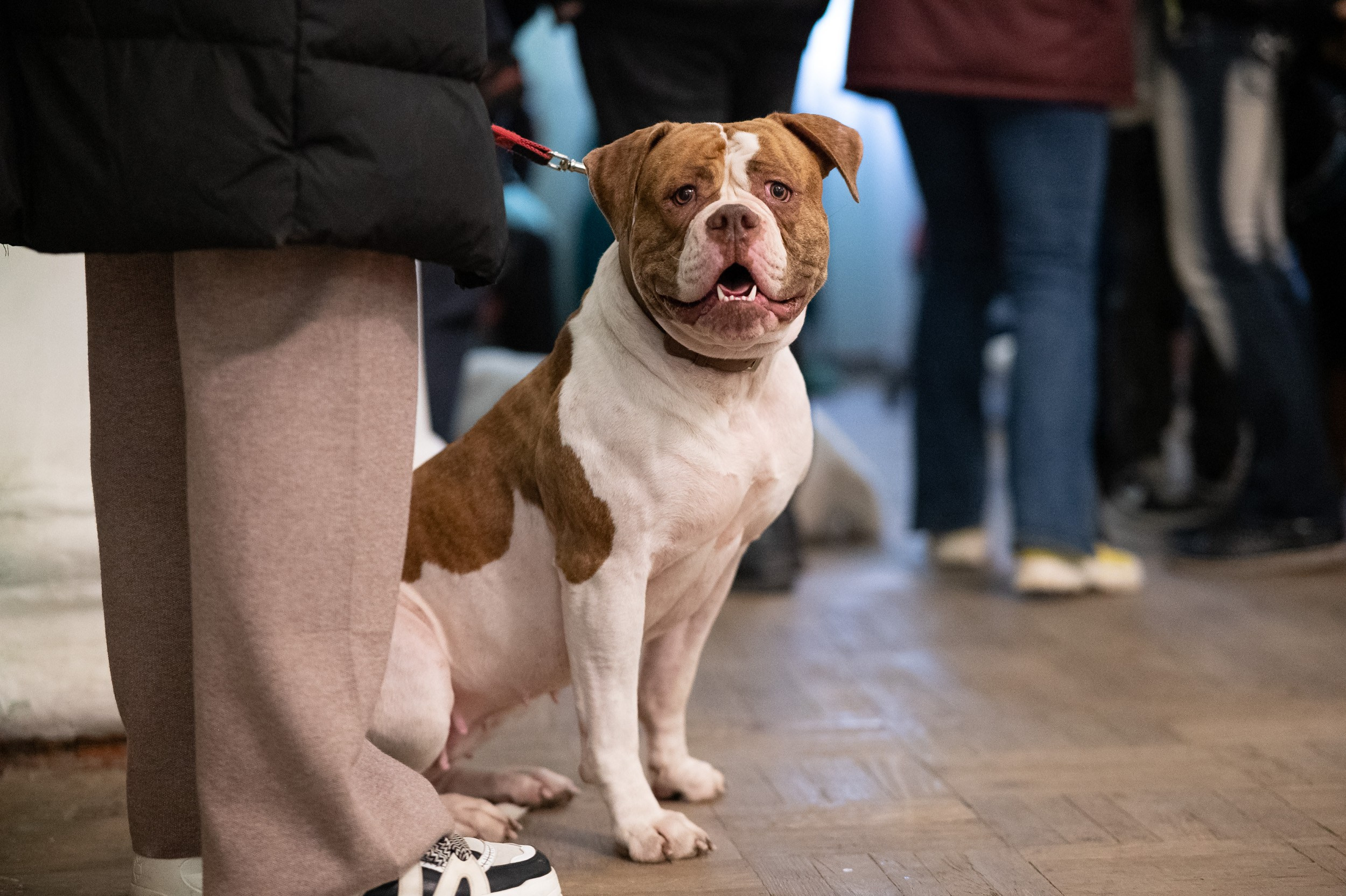 Выставка собак. Фотограф и видеооператор в Туле | Даниил Рыбак