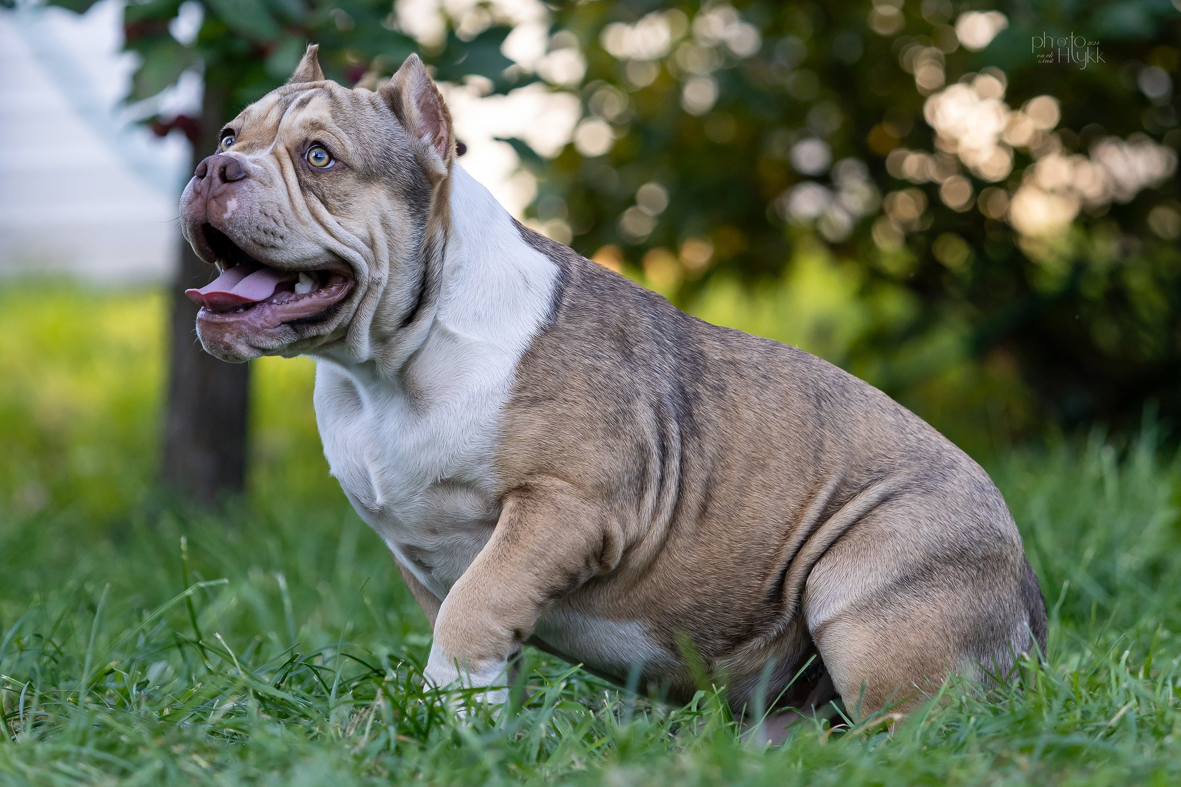 Американские булли. Htykk_photo