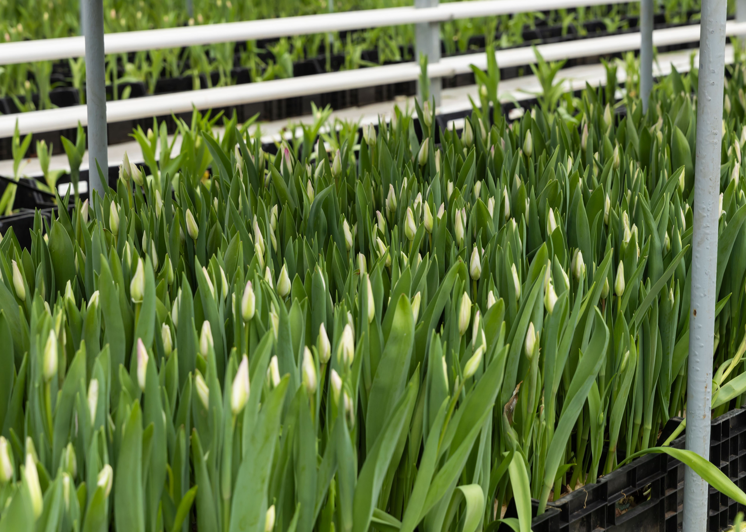 26.02.2026 Цветополис. ФОТОГРАФ ВИНОГРАДОВА ДАРЬЯ