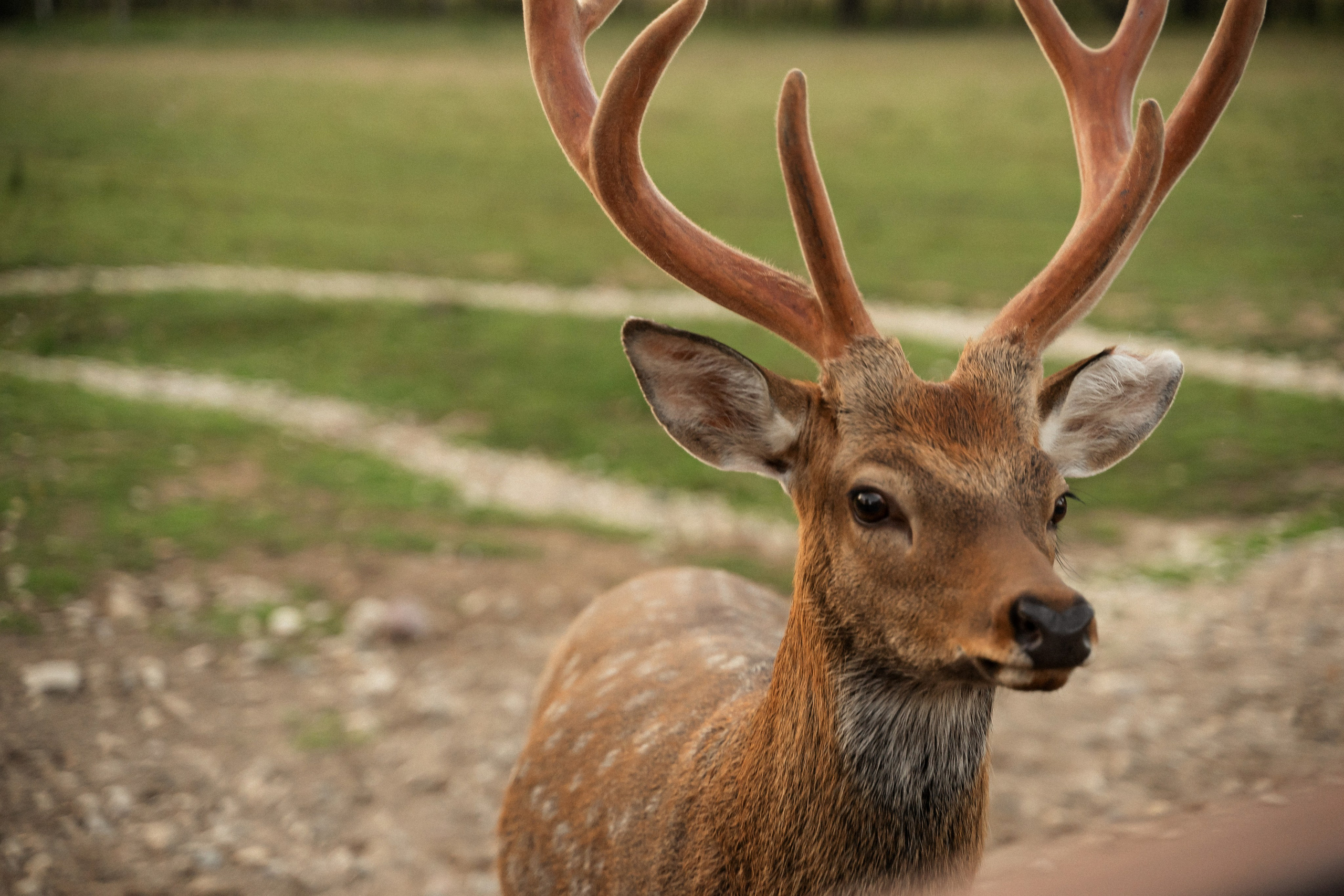 Алина и Сергей. Фотограф Алина Филимонова Тверь
