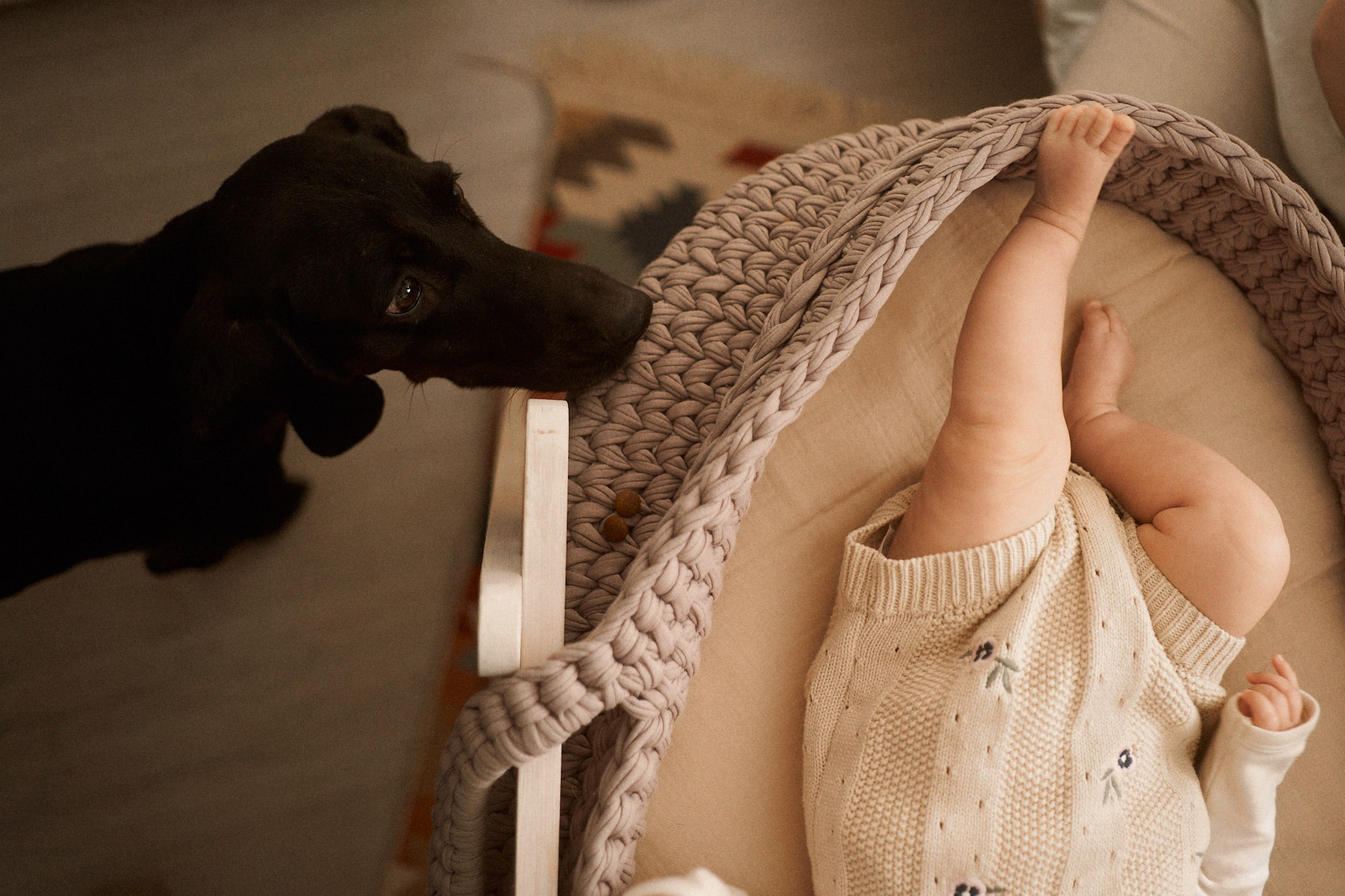 Вася, Даша и Нина. Фотограф анималист Москва Дарья