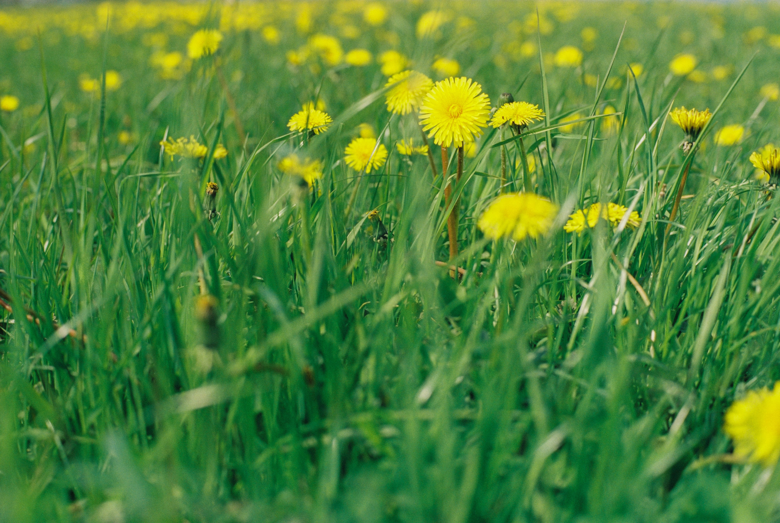 Плёночная весна 2025. Илья Михачёв Фотограф ПРО людей