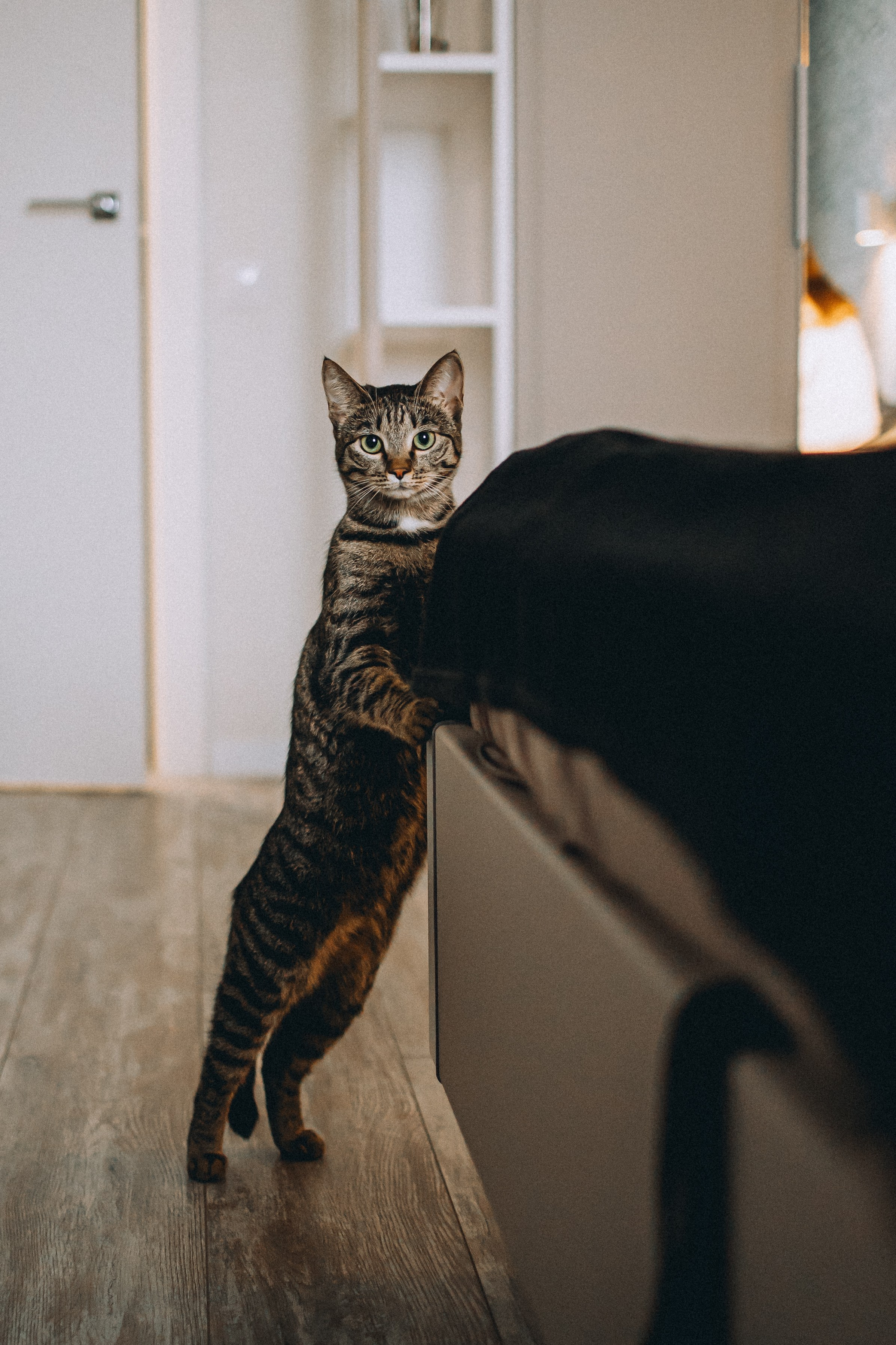 Рыся, Кепа и их семья