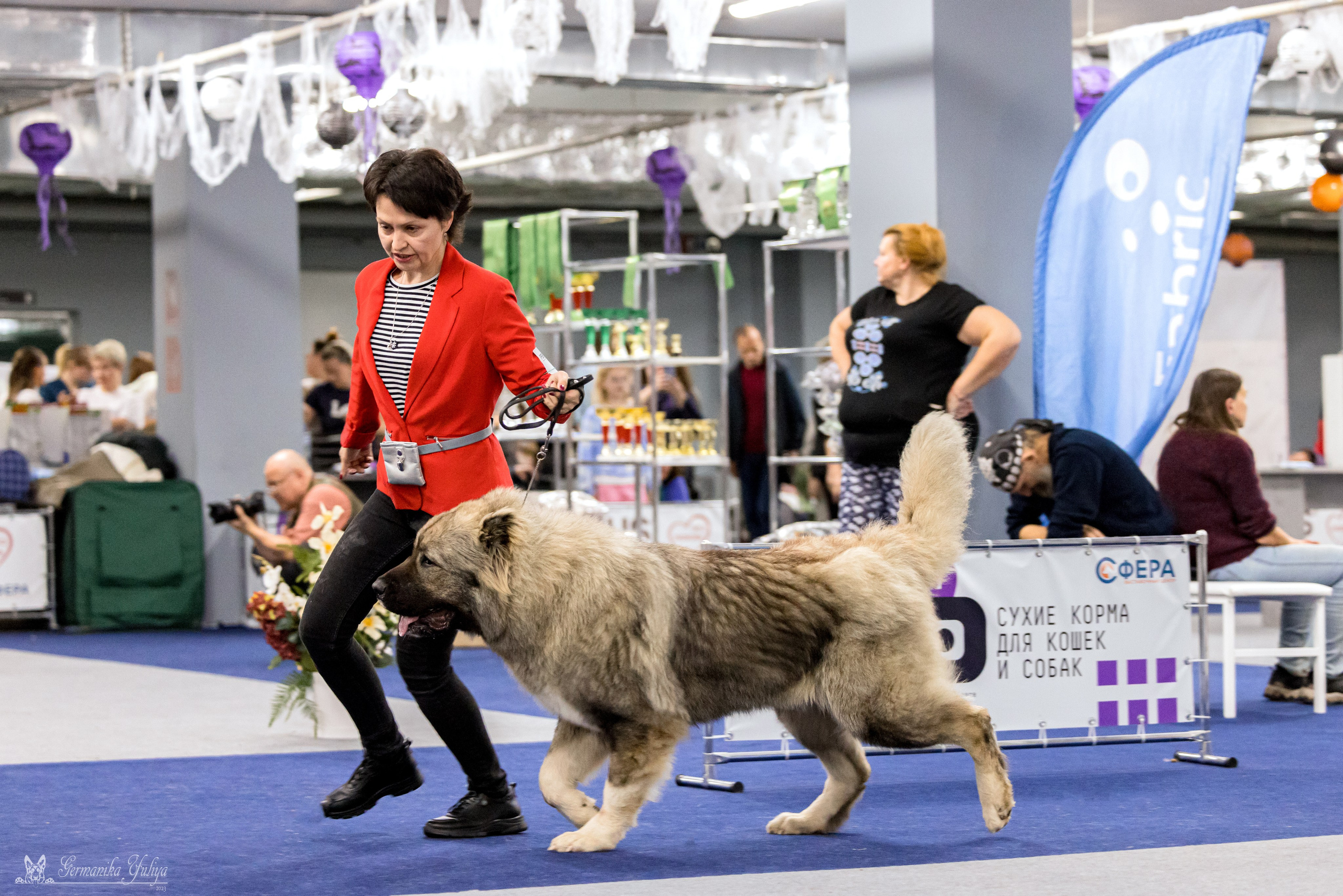 Сфера 29.10,Крокус 4.11,Сфера 12.11.2023. Фотограф-анималист Юлия Германика