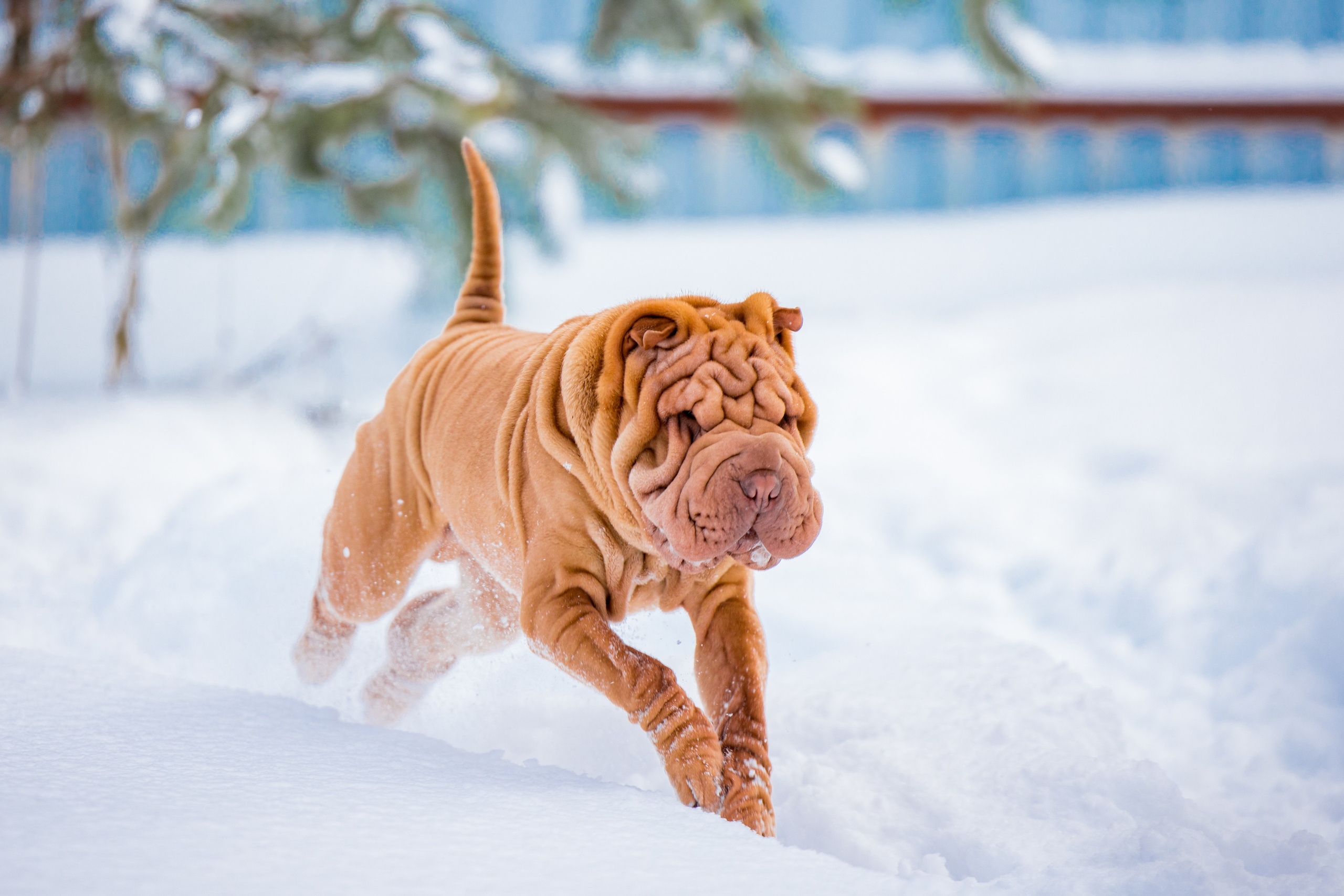В гостях у шарпеев 16.01.2024. Фотограф-анималист Юлия Германика