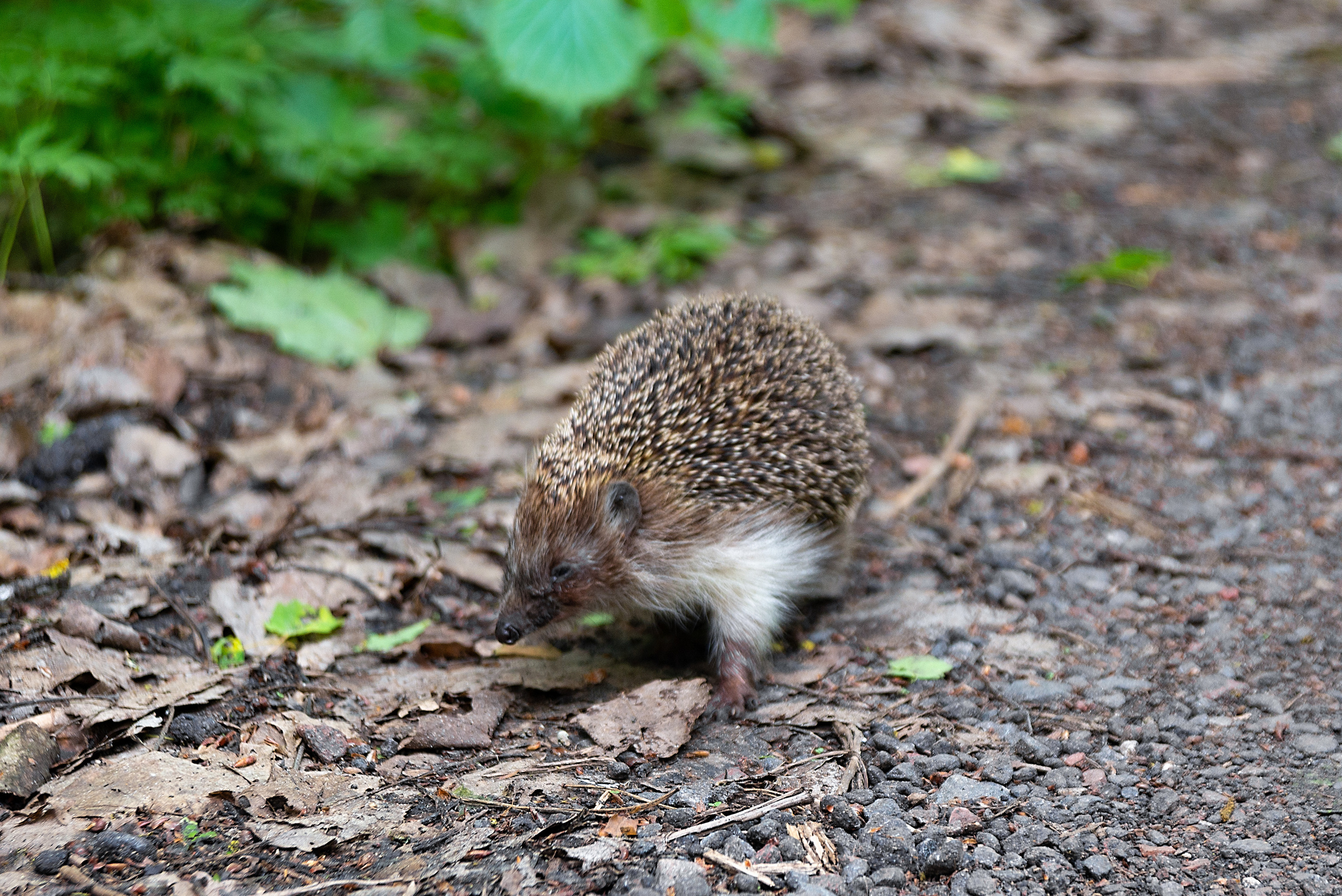 Съёмка животных и макро фото (Photographing animals and macro). Фотограф (photographer) Lischinski Vitaliy