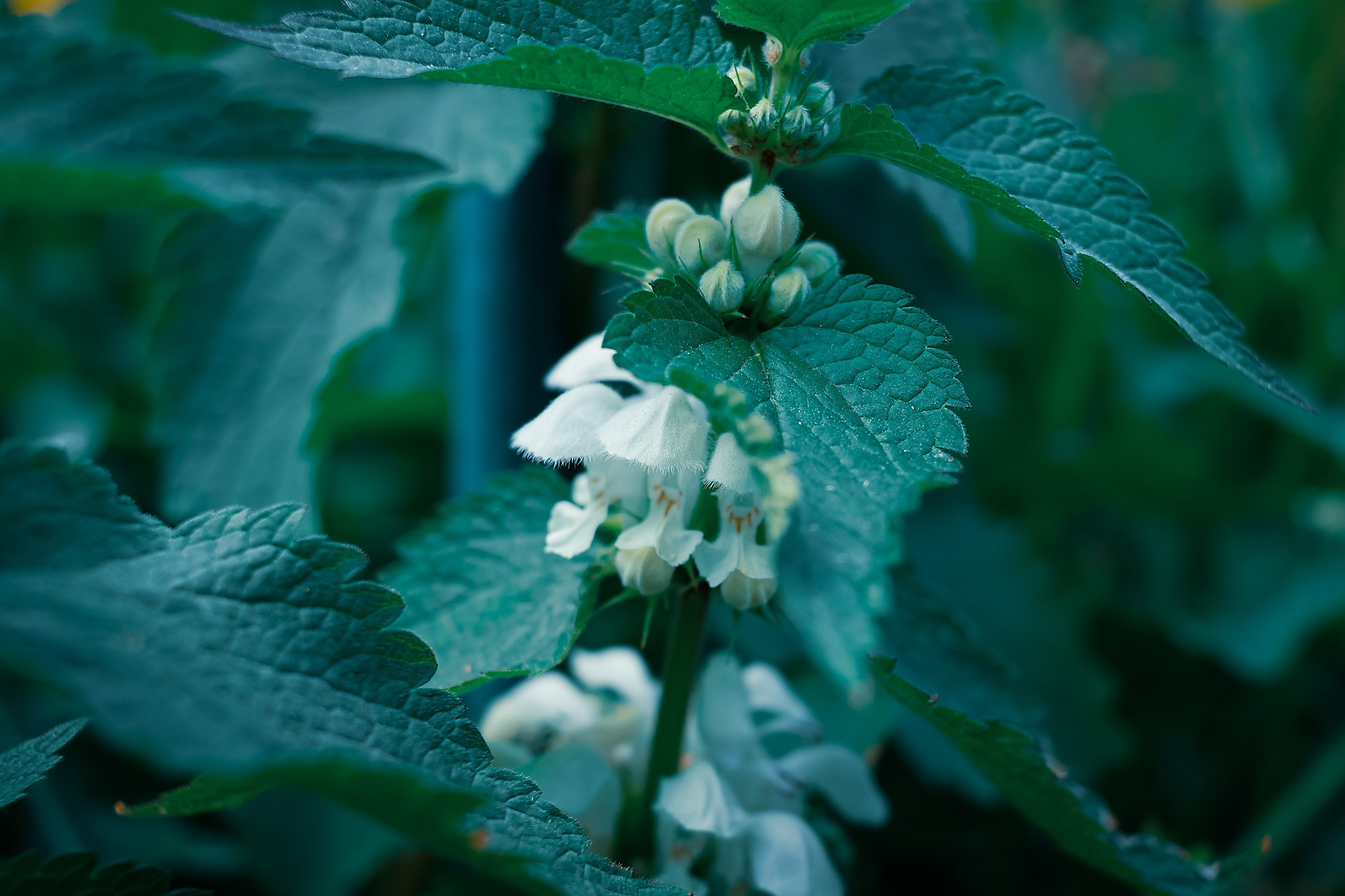 Великое в Малом. Аmat Victoria Сuram