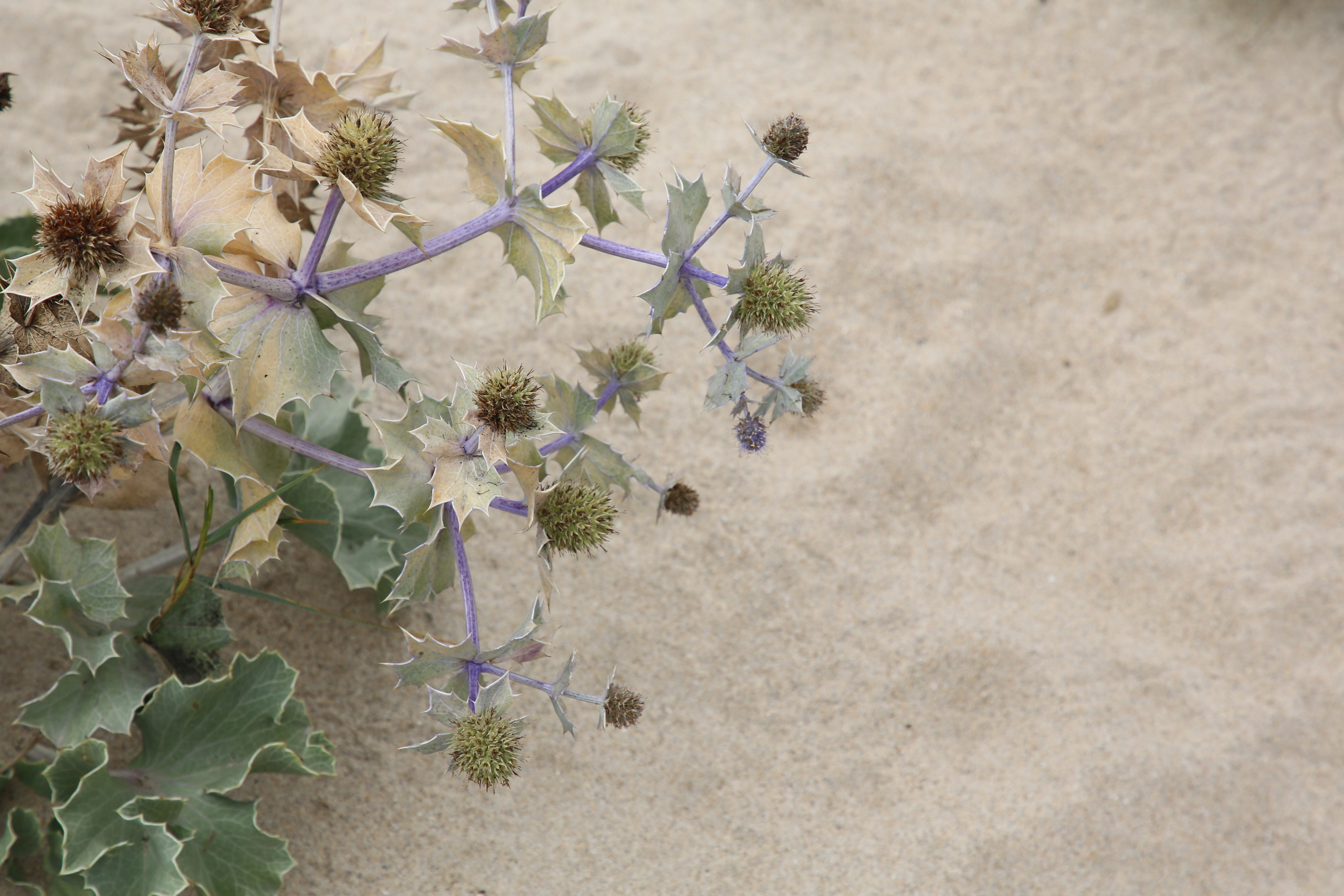 Esmoriz, Portugal. Andrey Filippov Photographer