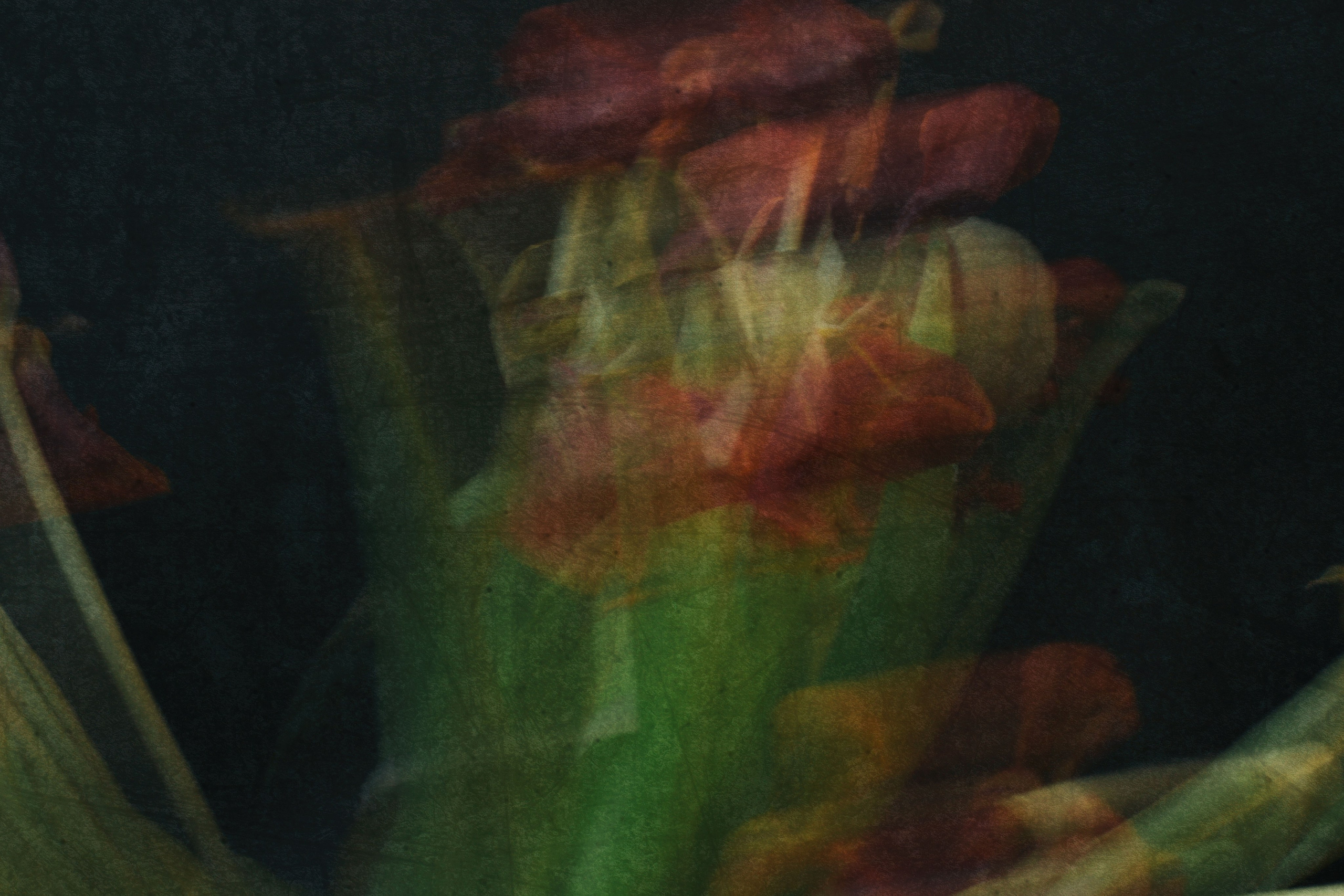 картина абстракция цветы на черном фоне сюрреализм абстракция