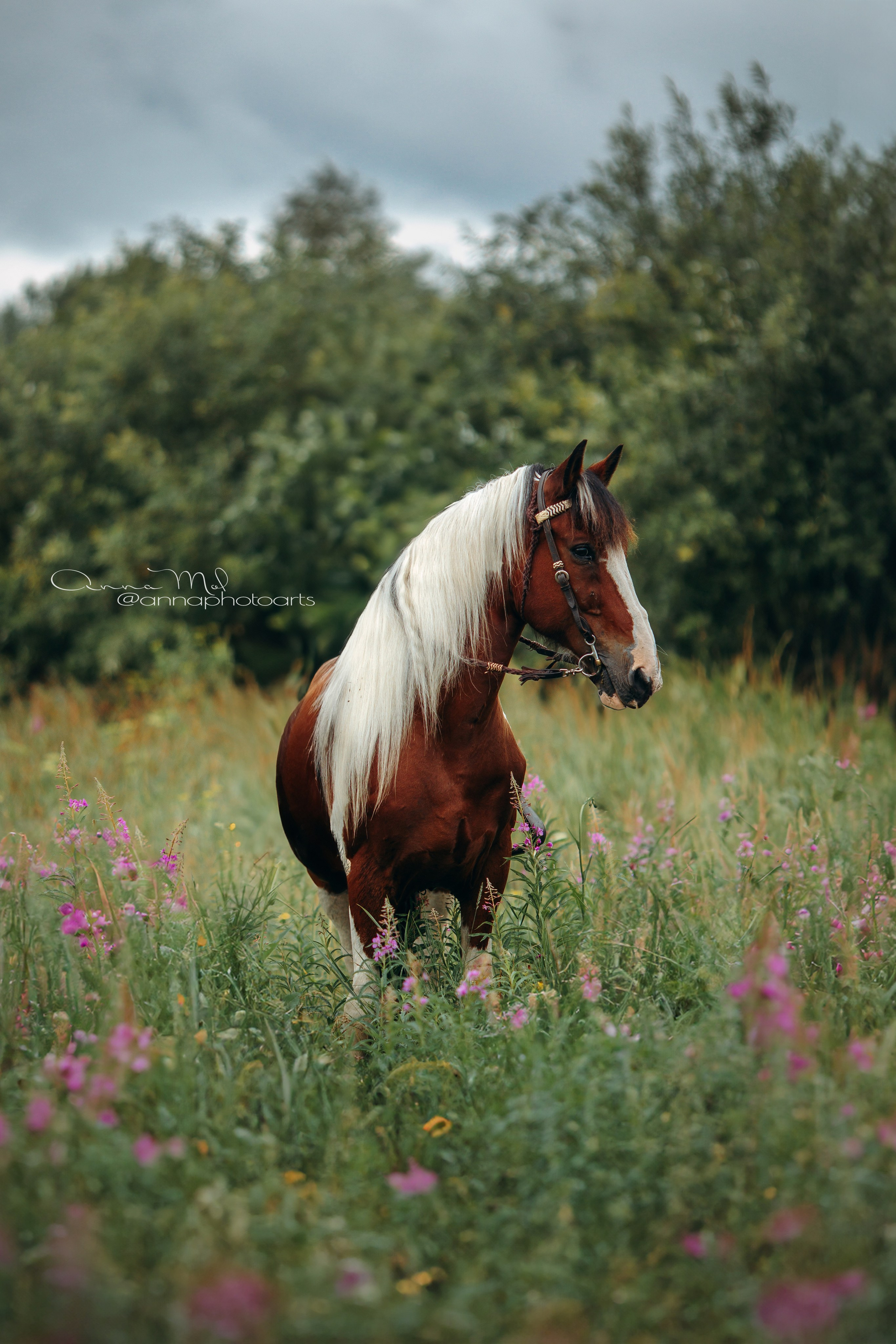 Съемка для лошадей. Анна Молчанова конный фотограф в Тюмени | фотосессии с лошадьми Тюмень