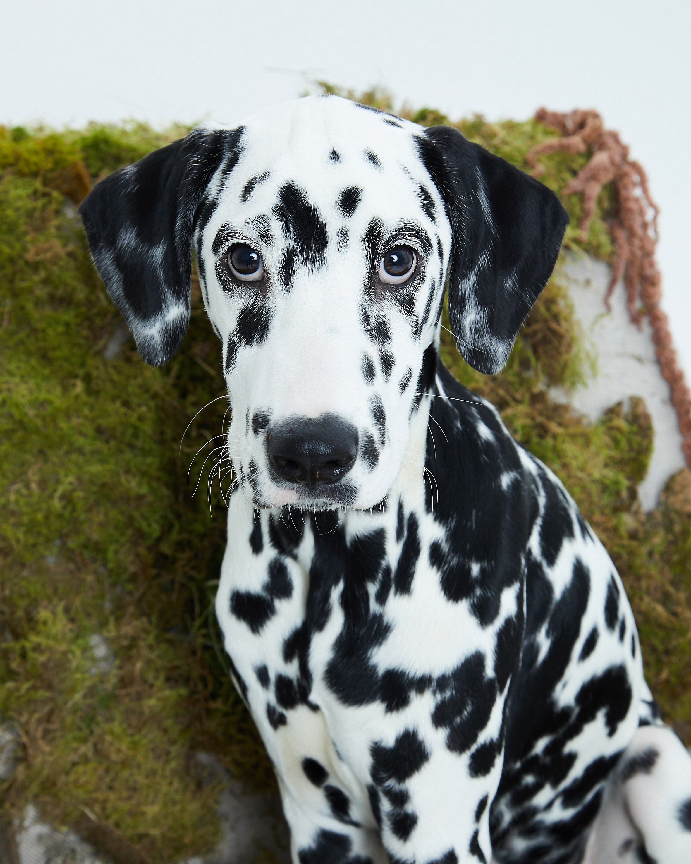 Pets Photography / Фотограф Собак