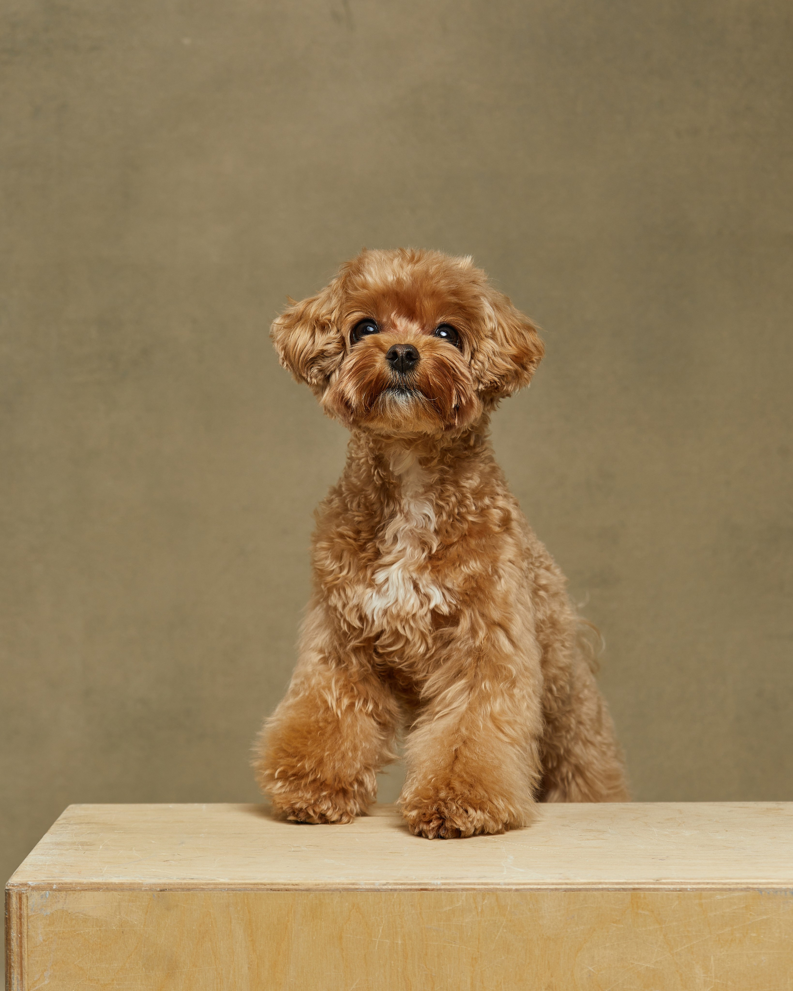Pets Photography / Фотограф Собак