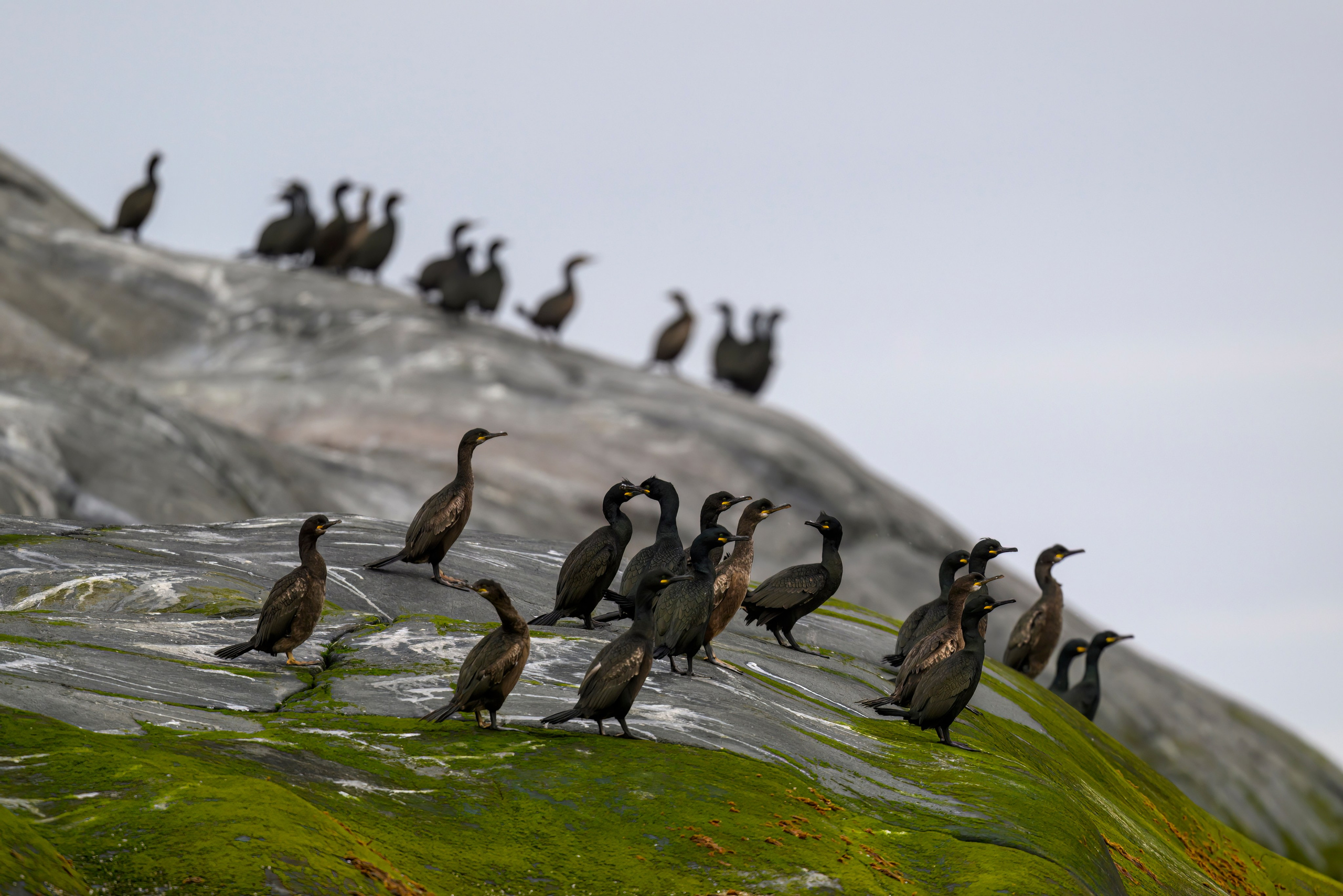 Мурманская область. Июнь 2024. Фотограф Сергей Пупонин