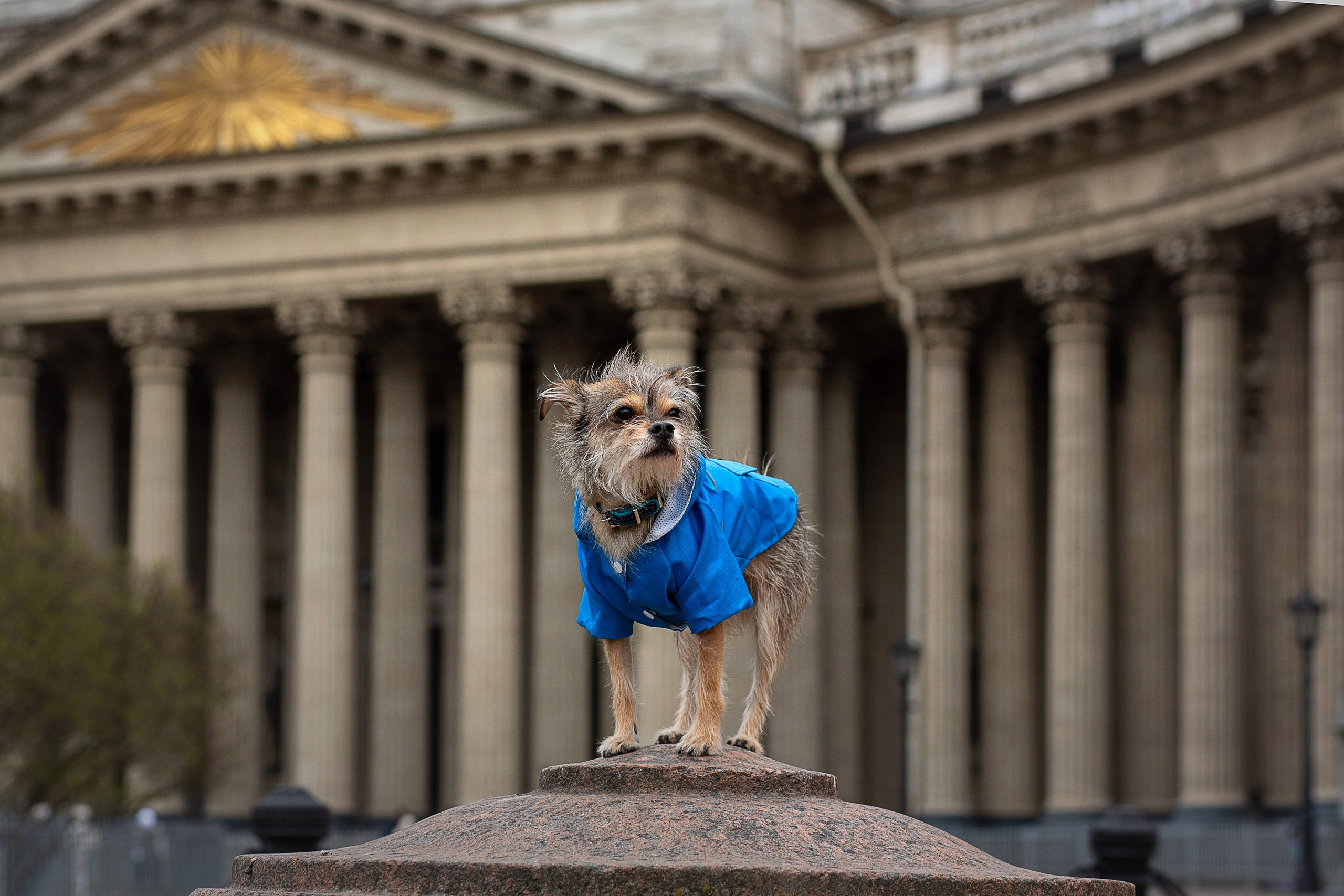 Фотосессия питомца. Душевный фотограф в Санкт-Петербурге. Свадебные и семейные фотосессии