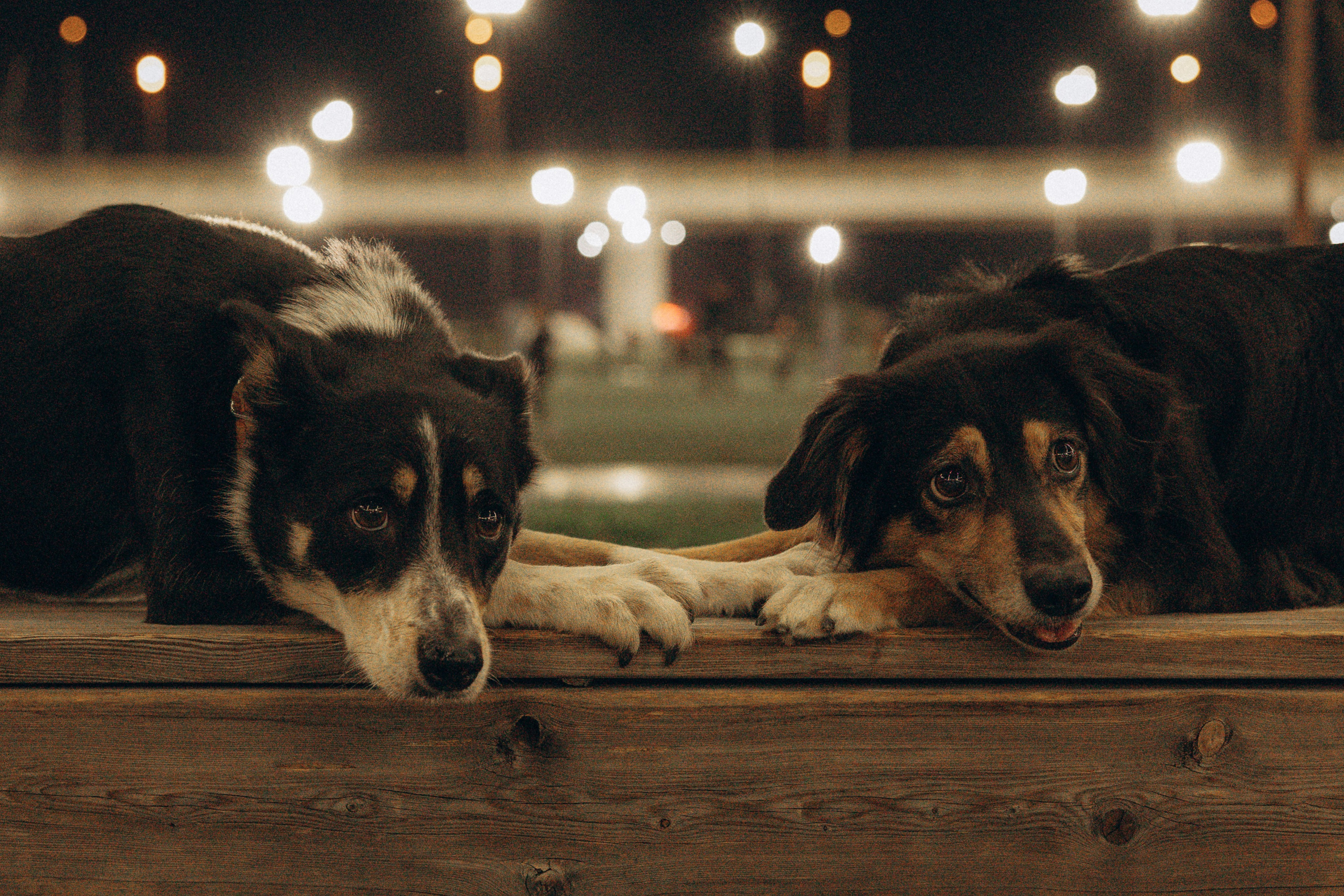 Алла и ее компания. Фотограф анималист в Казани Алина Сулейманова. Фотограф животных
